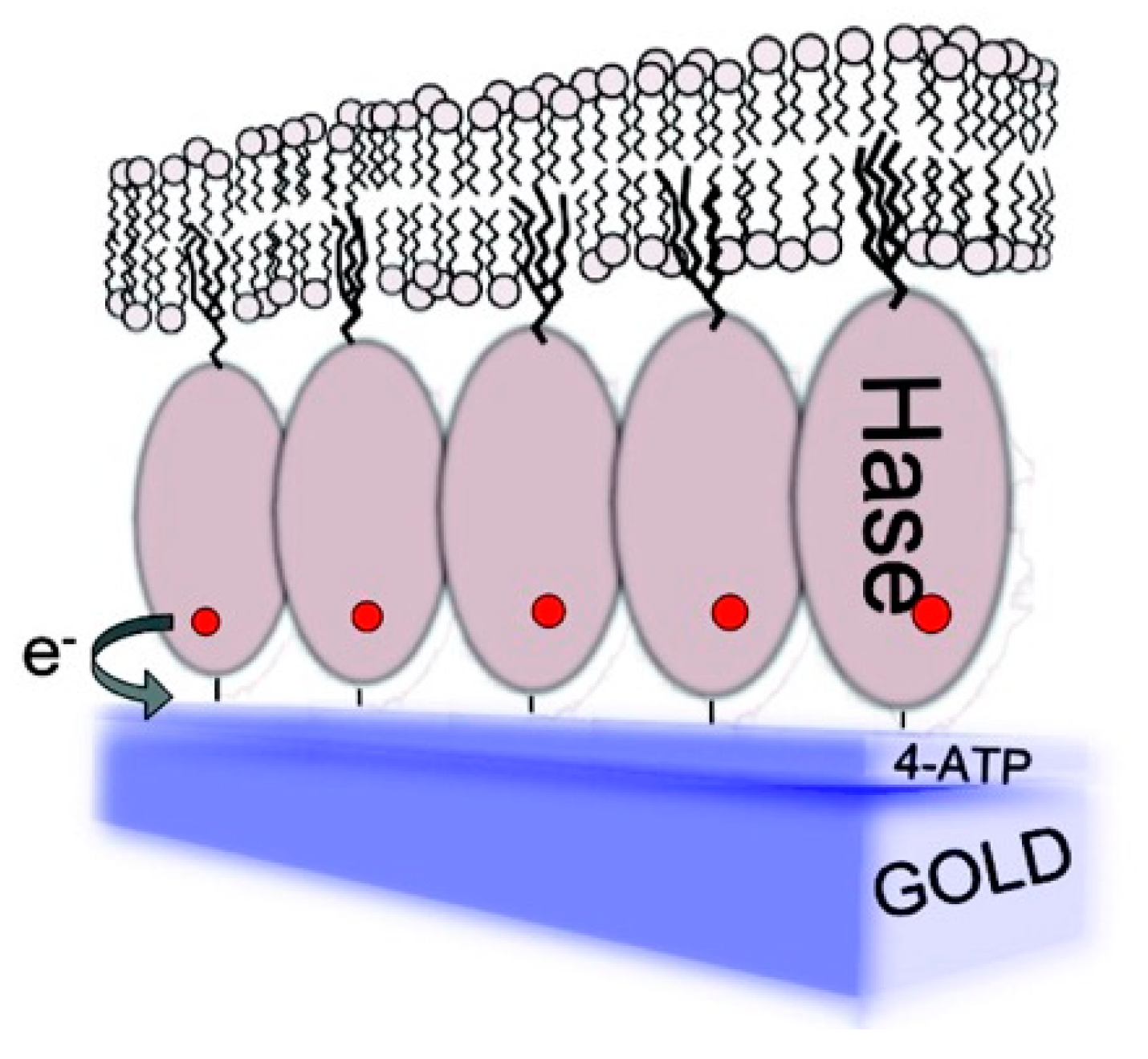 Catalysts 10 01458 g008