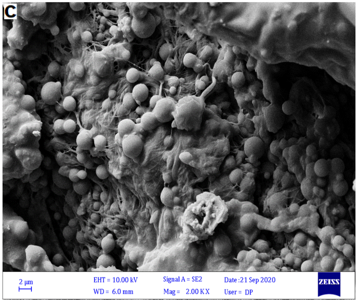 Catalysts 11 00241 g002b