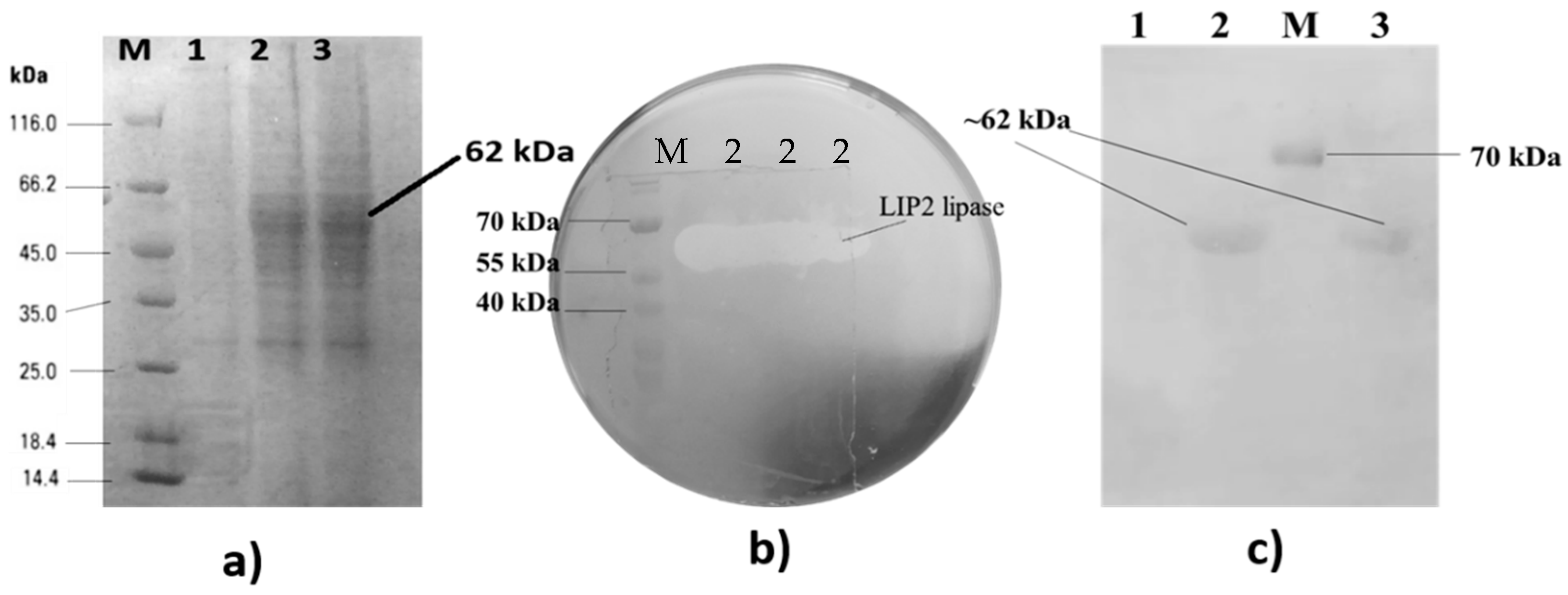 Catalysts 11 00244 g003 Catalysts 11 00244 g003