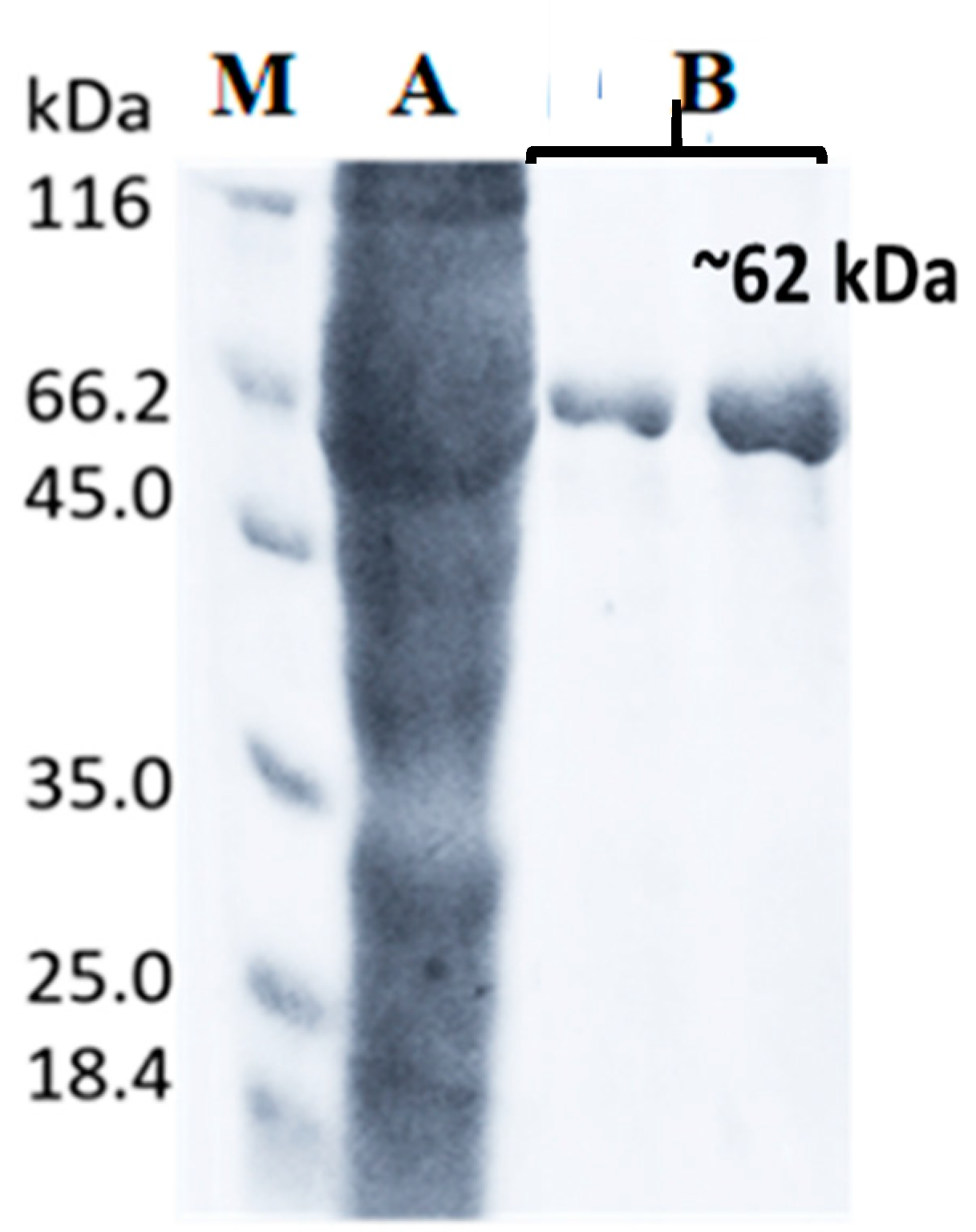 Catalysts 11 00244 g005 Catalysts 11 00244 g005