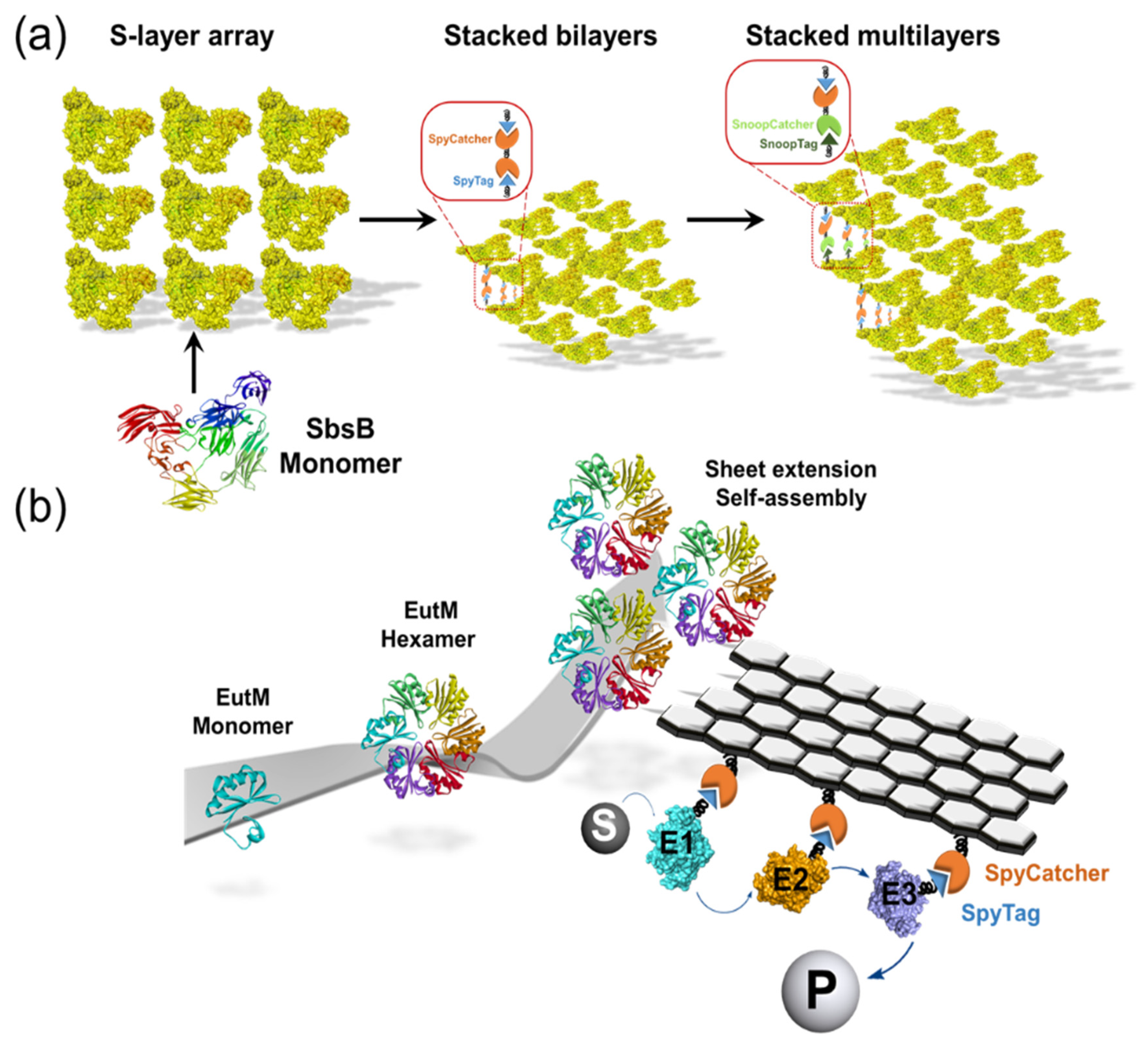 Catalysts 11 00409 g004
