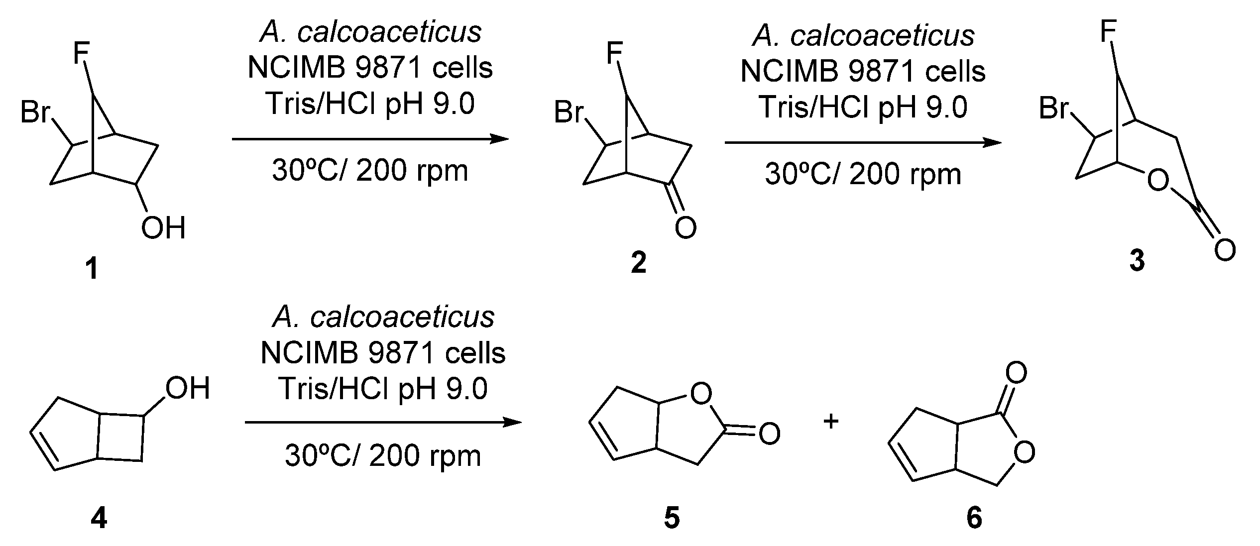 Catalysts 11 00605 sch003
