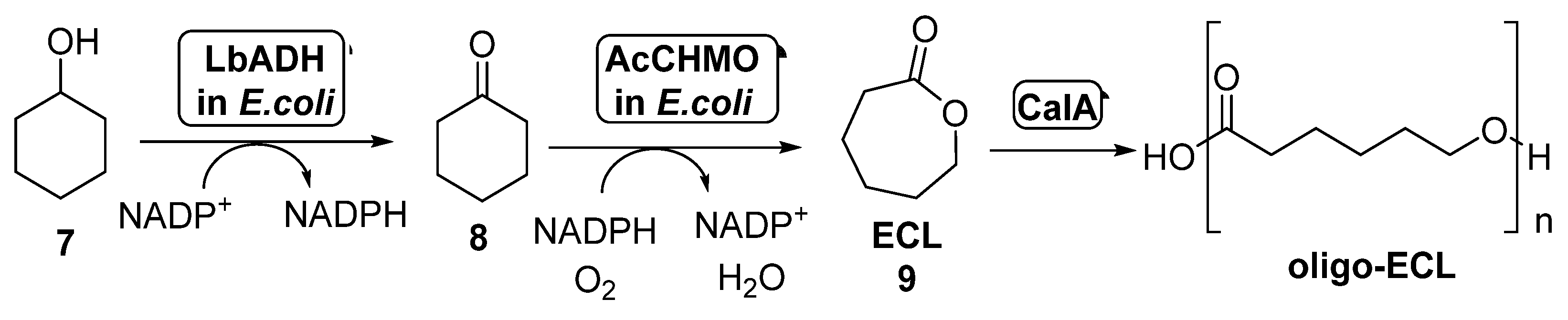 Catalysts 11 00605 sch004