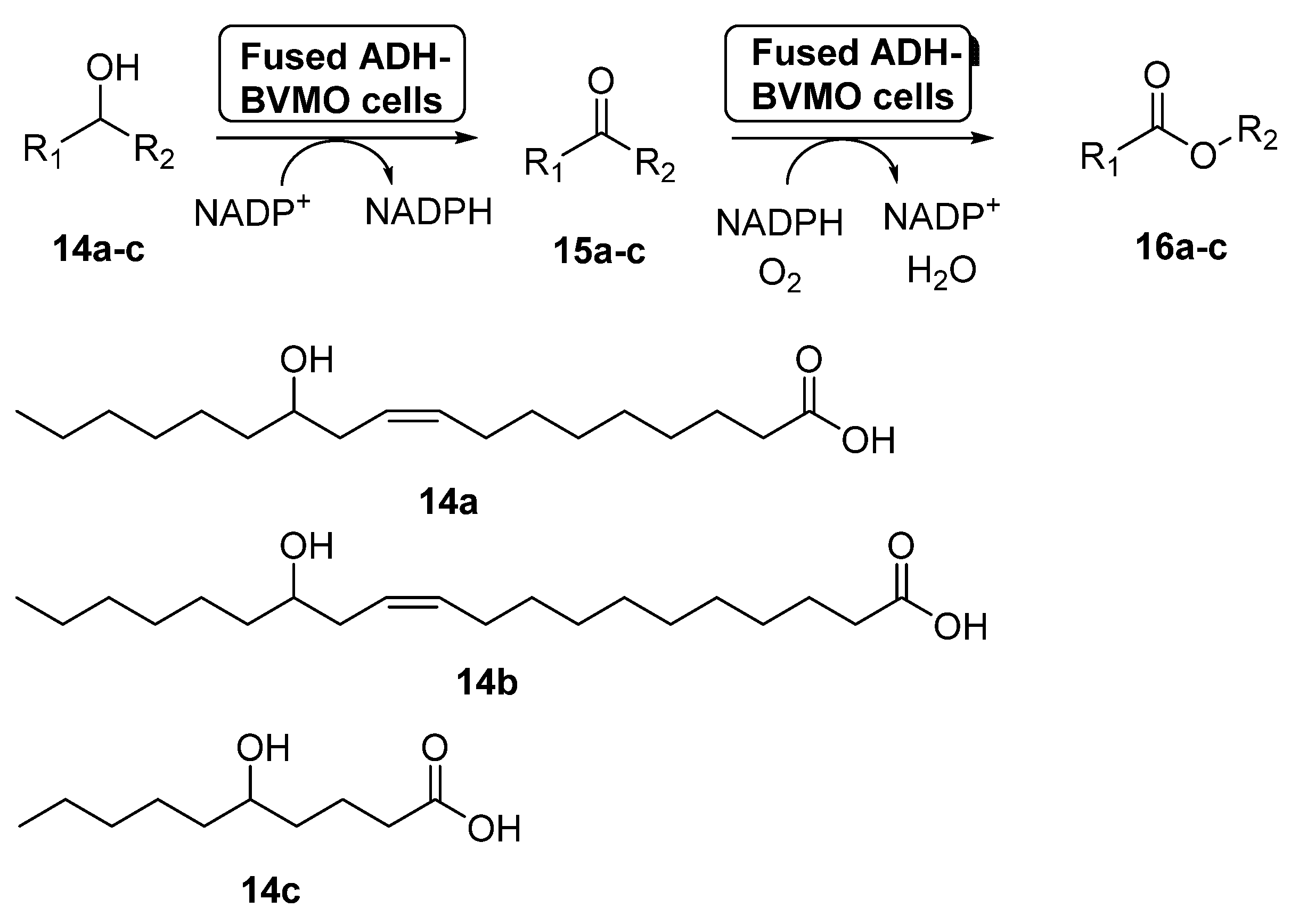 Catalysts 11 00605 sch007