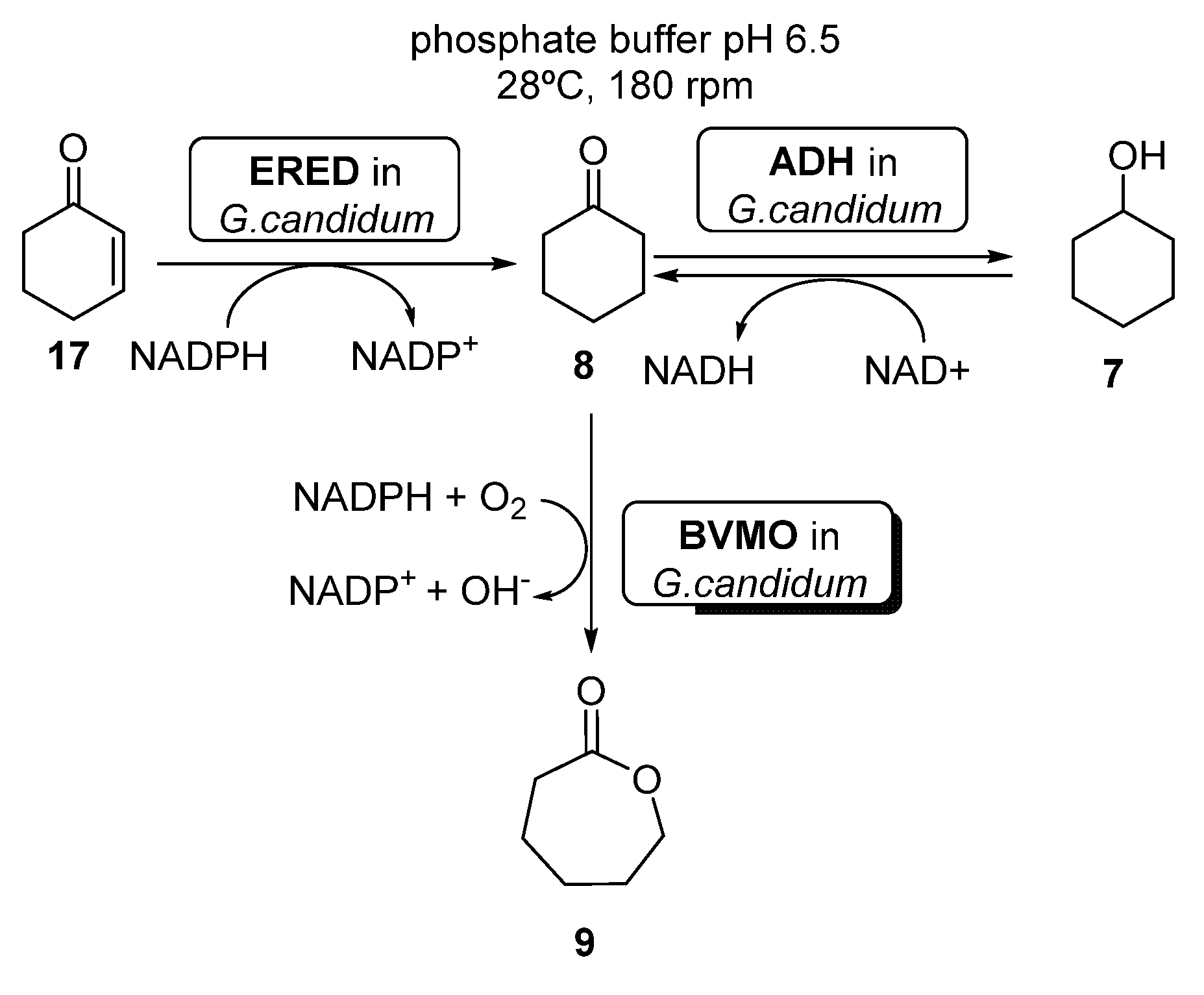 Catalysts 11 00605 sch009