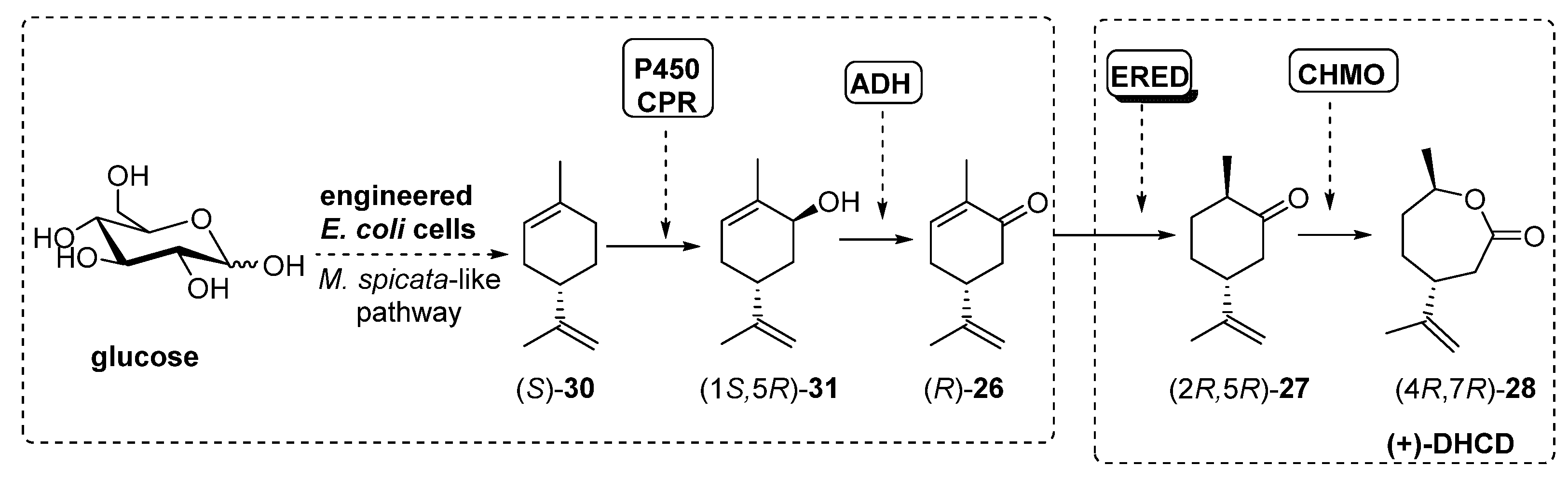 Catalysts 11 00605 sch013