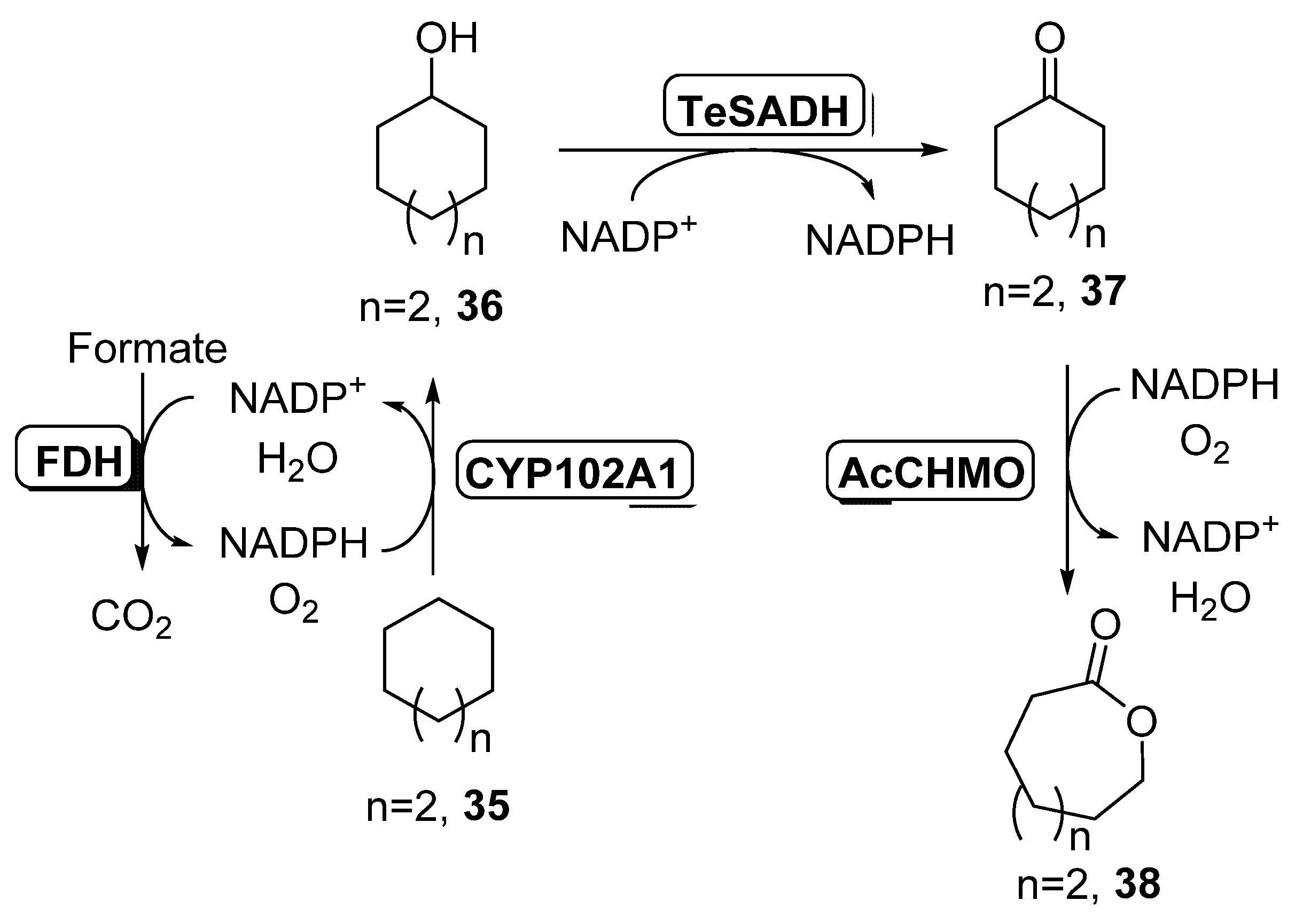 Catalysts 11 00605 sch015