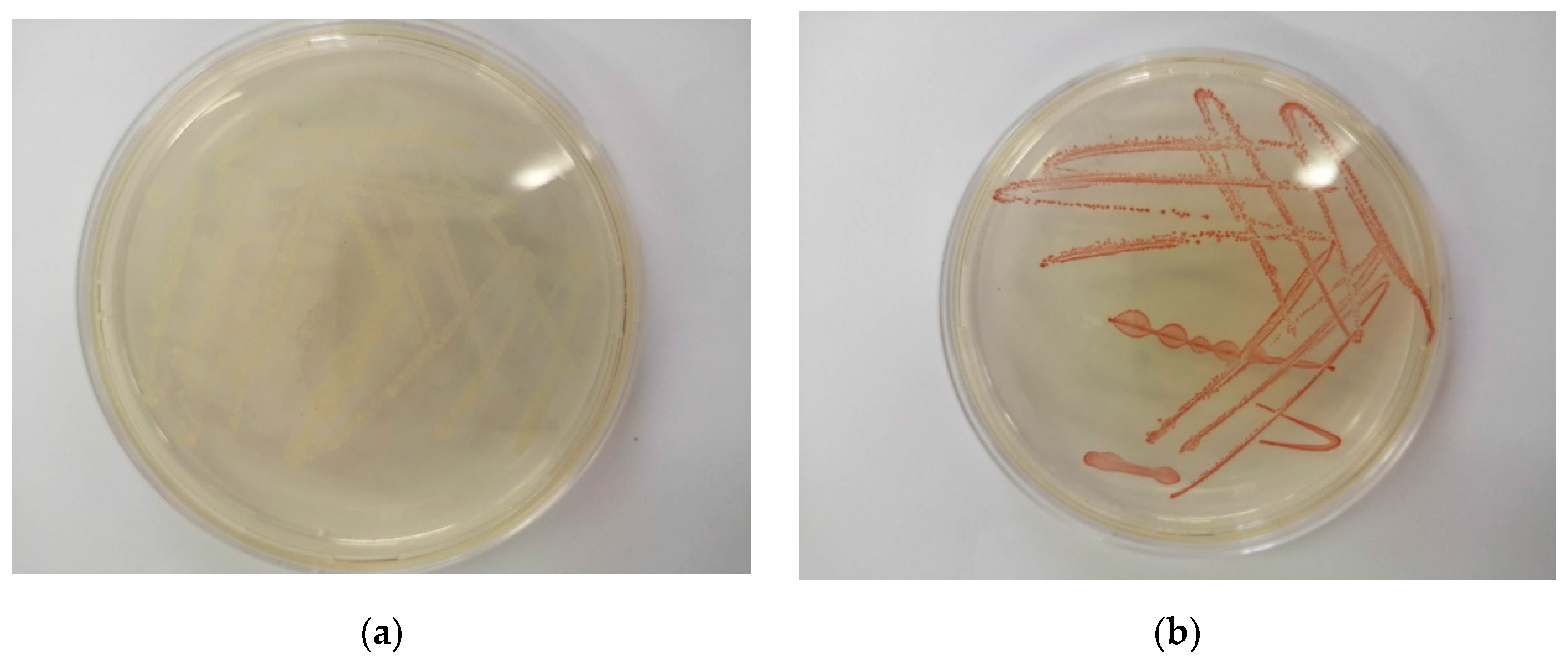 Catalysts 11 01024 g002