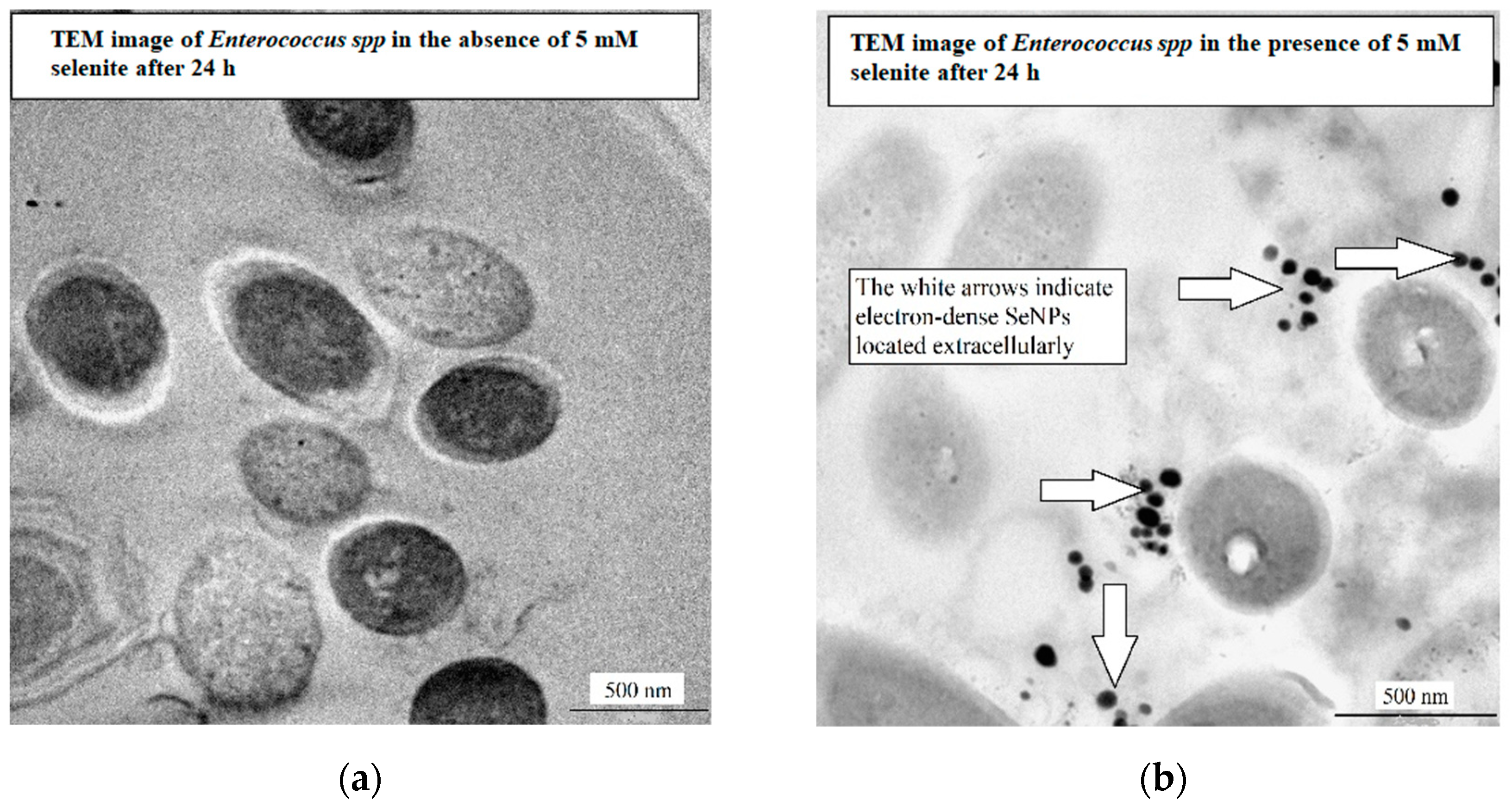 Catalysts 11 01024 g005