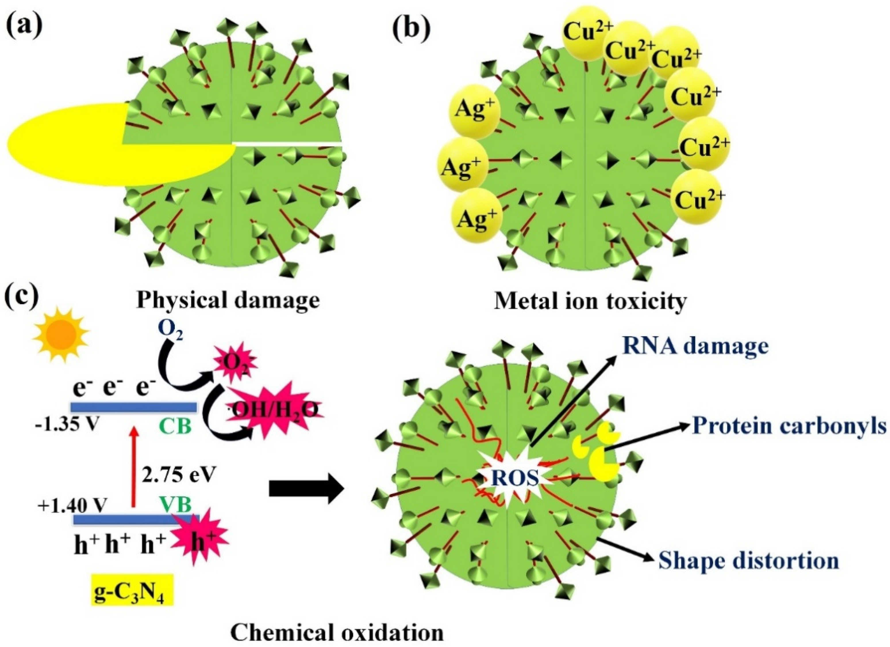 Catalysts 11 01448 g001