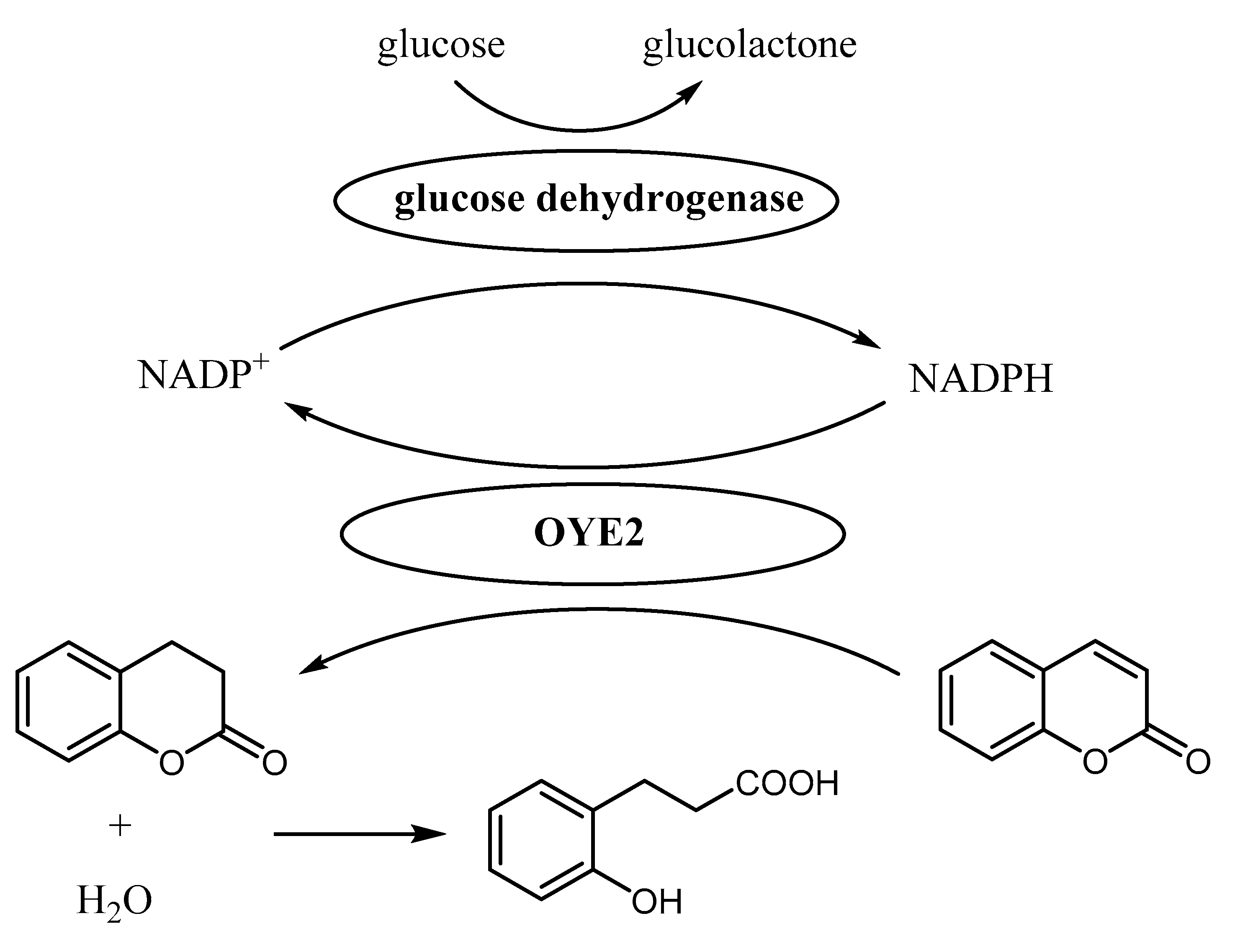 Catalysts 12 00028 g003