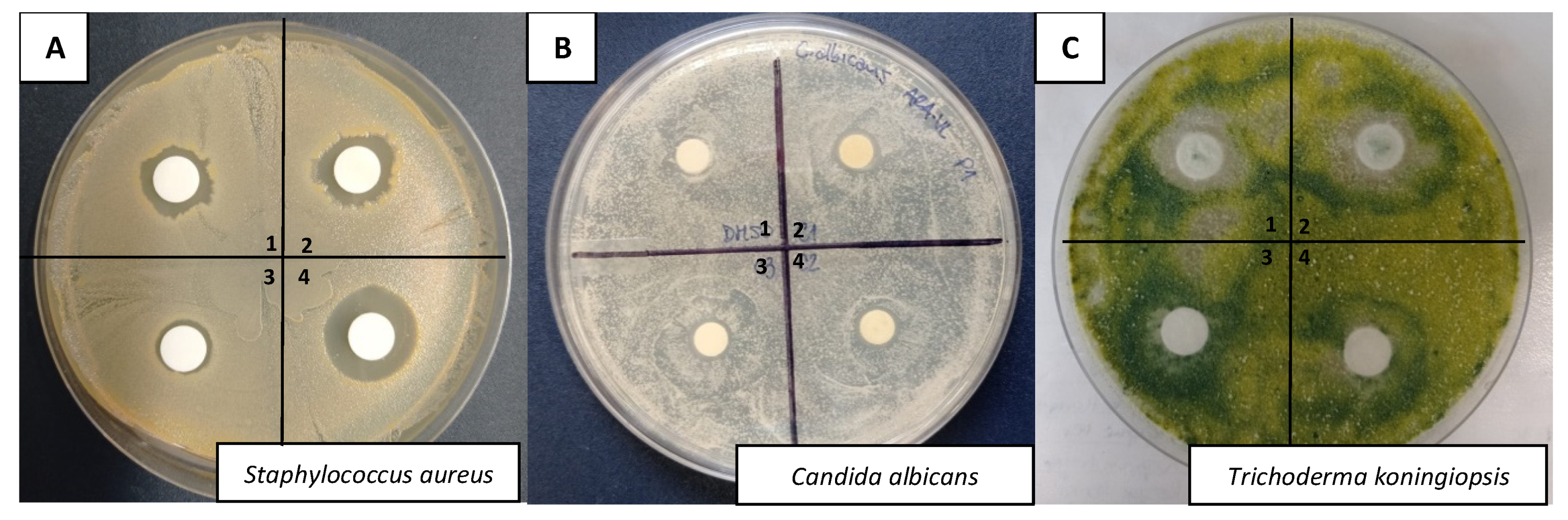 Catalysts 12 00610 g005