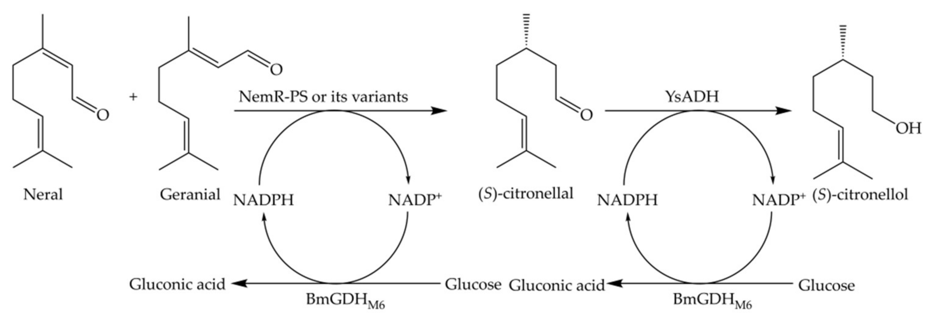 Catalysts 12 00631 sch001