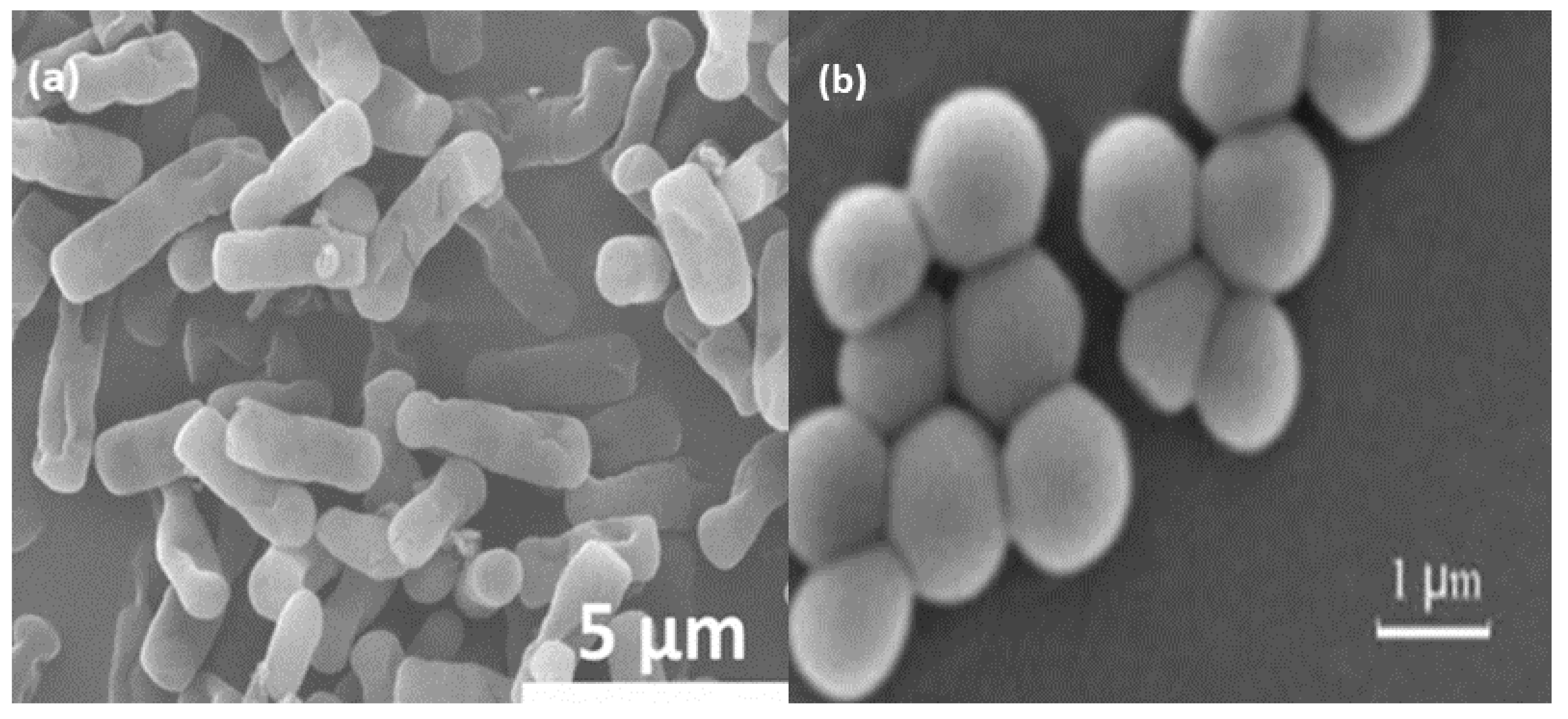 Catalysts 12 00833 g005