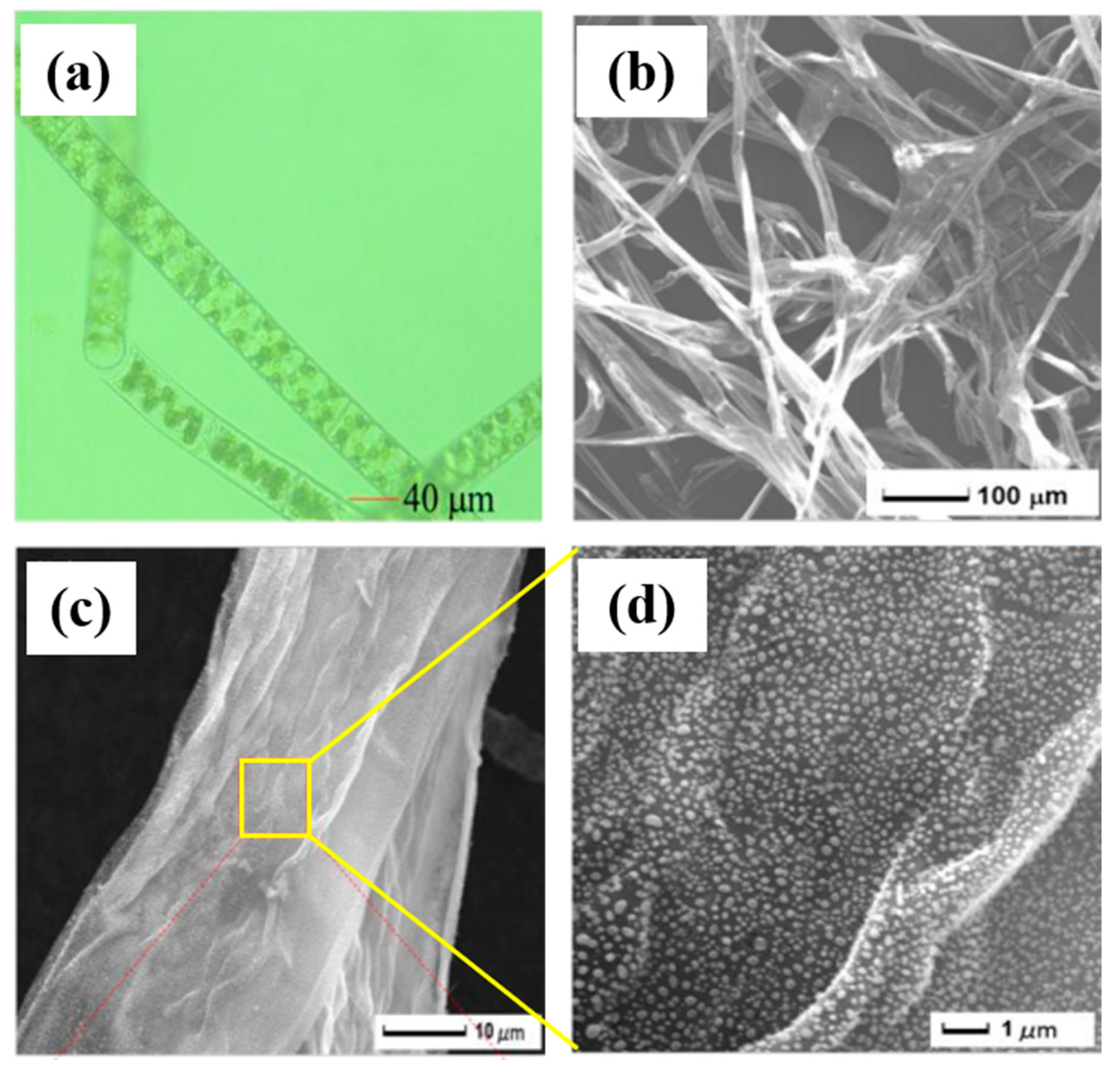 Catalysts 12 00894 g002