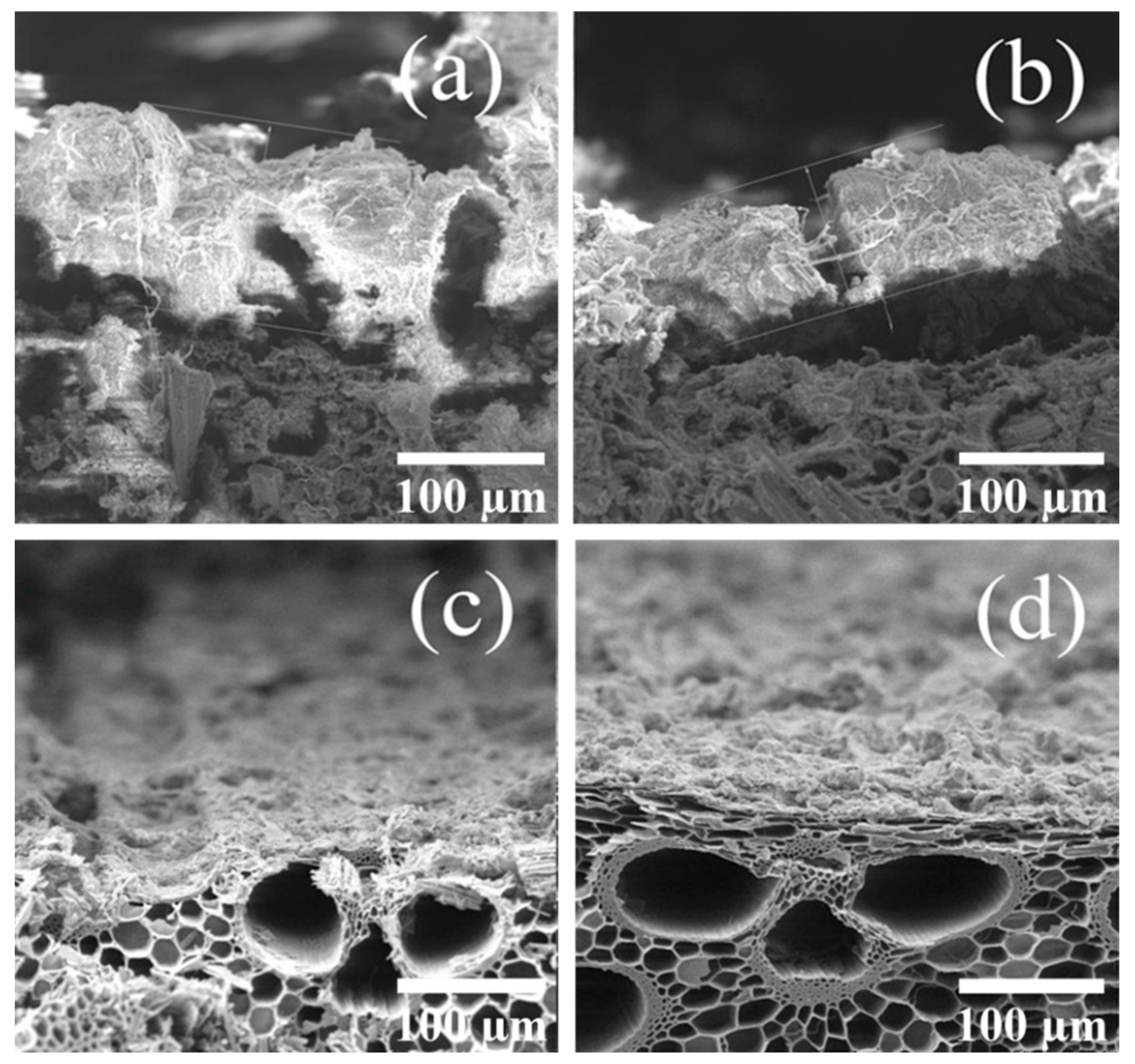 Catalysts 12 00894 g003
