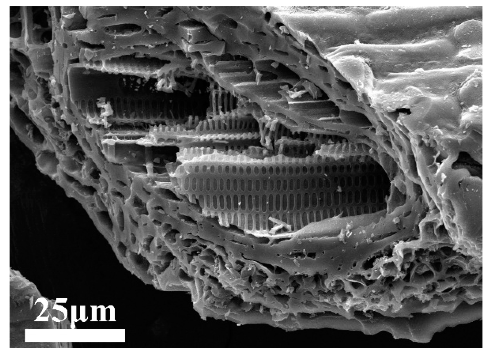 Catalysts 12 01423 g002