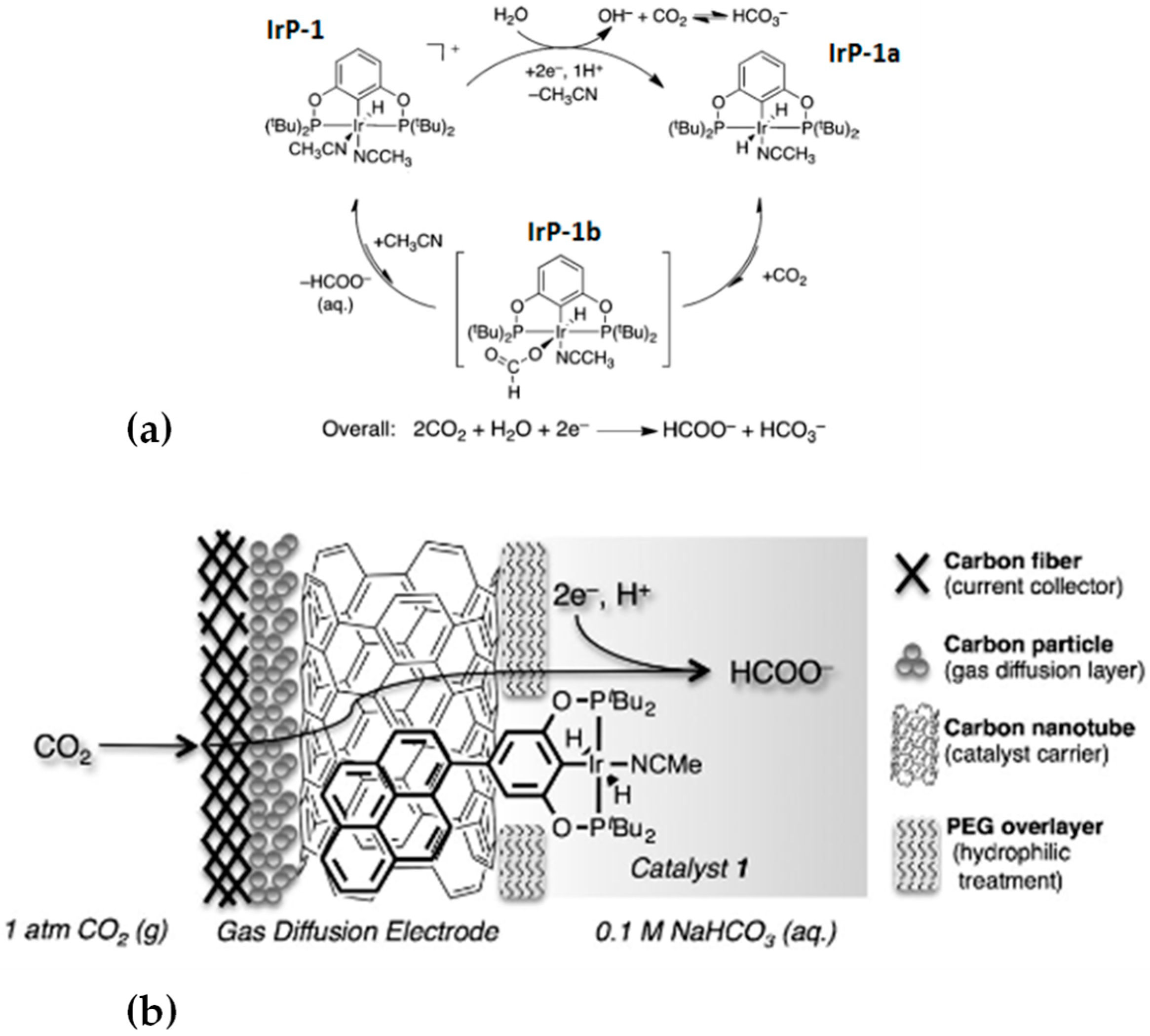 Catalysts 12 01448 g004