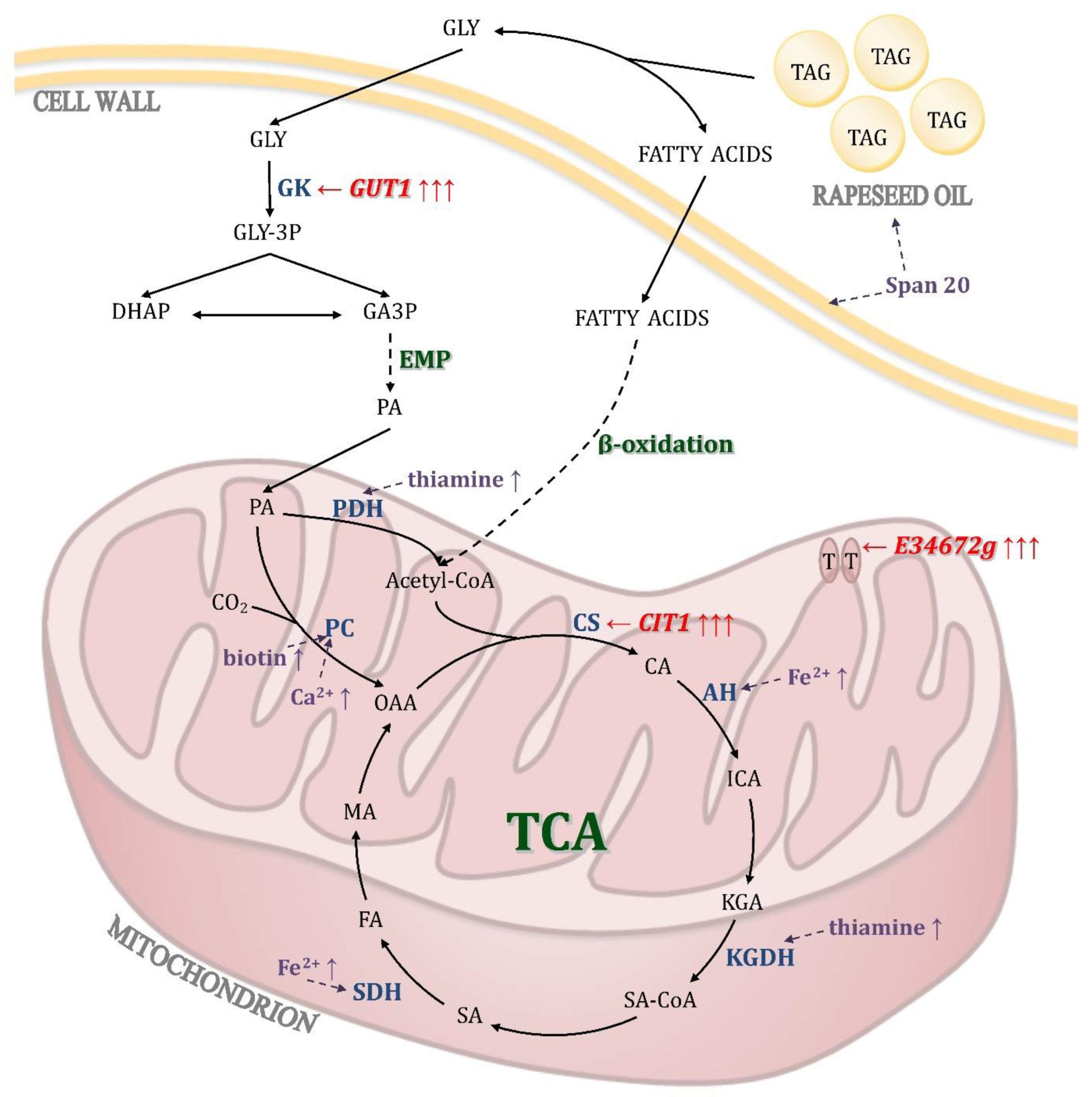 Catalysts 13 00014 g007