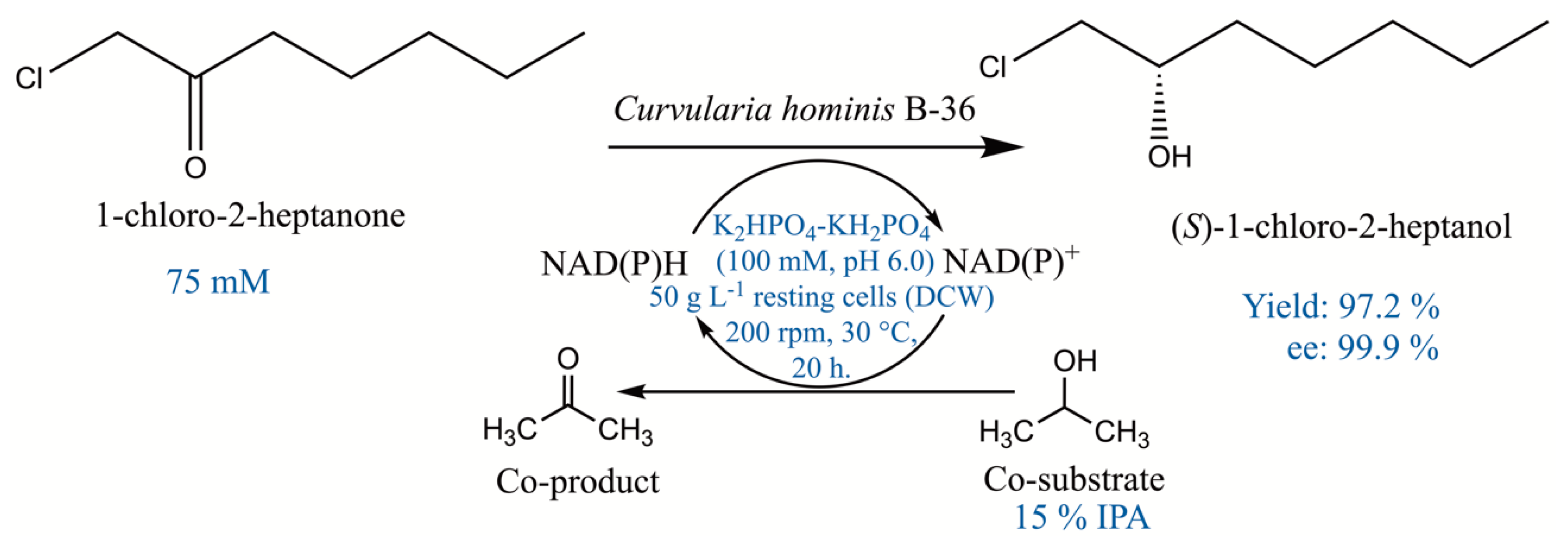 Catalysts 13 00052 sch001