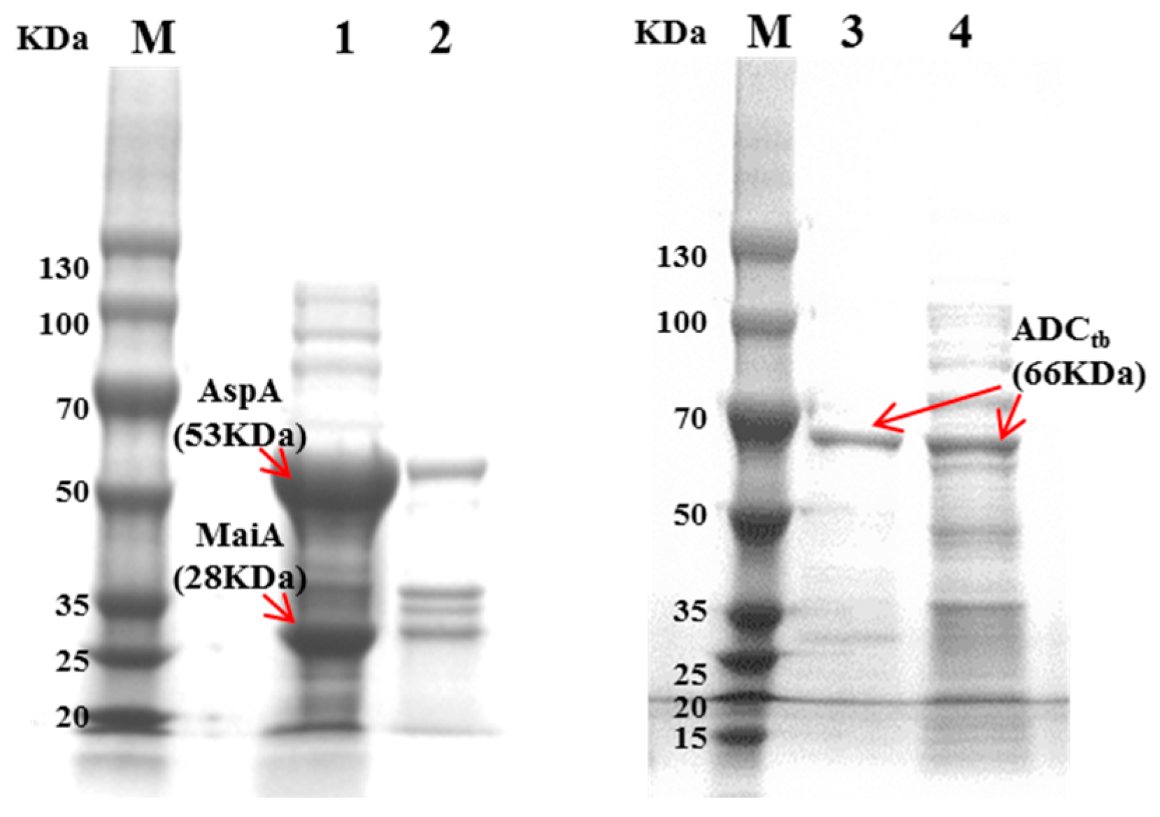 Catalysts 13 00267 g003