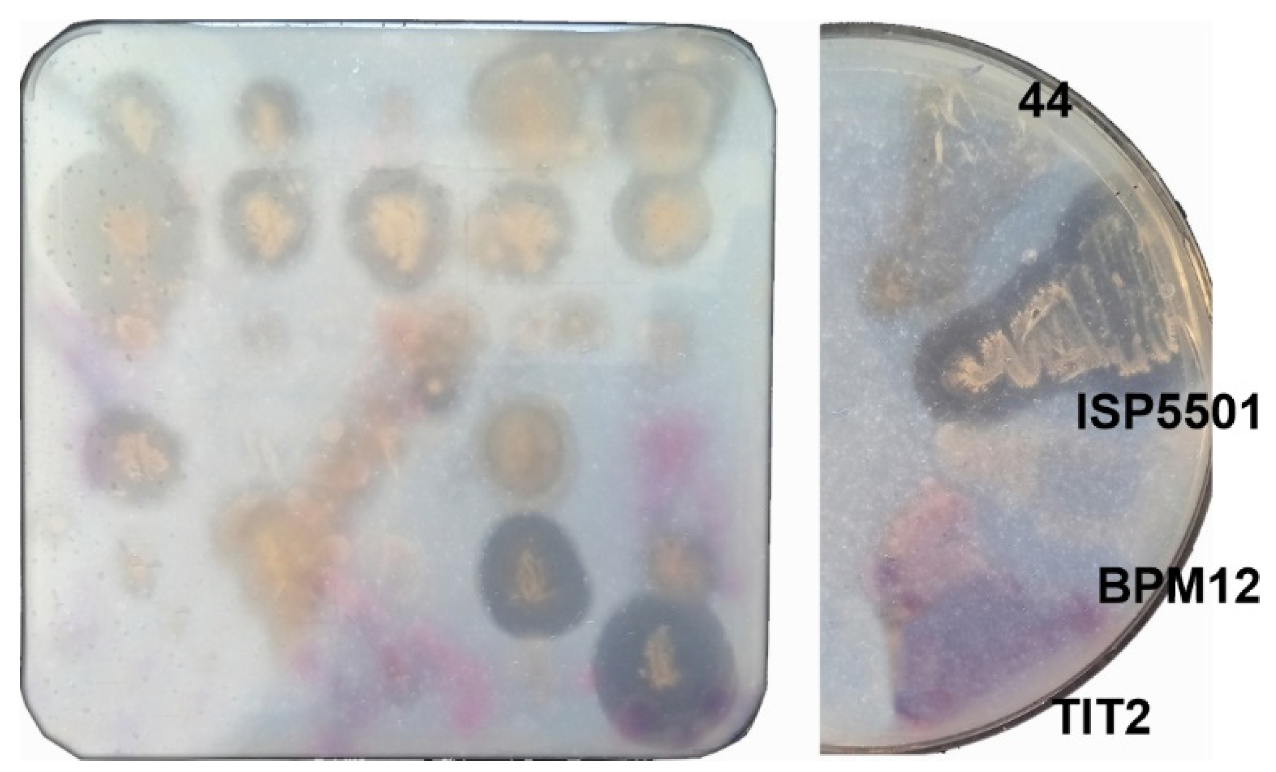 Catalysts 13 00278 g003 Catalysts 13 00278 g003