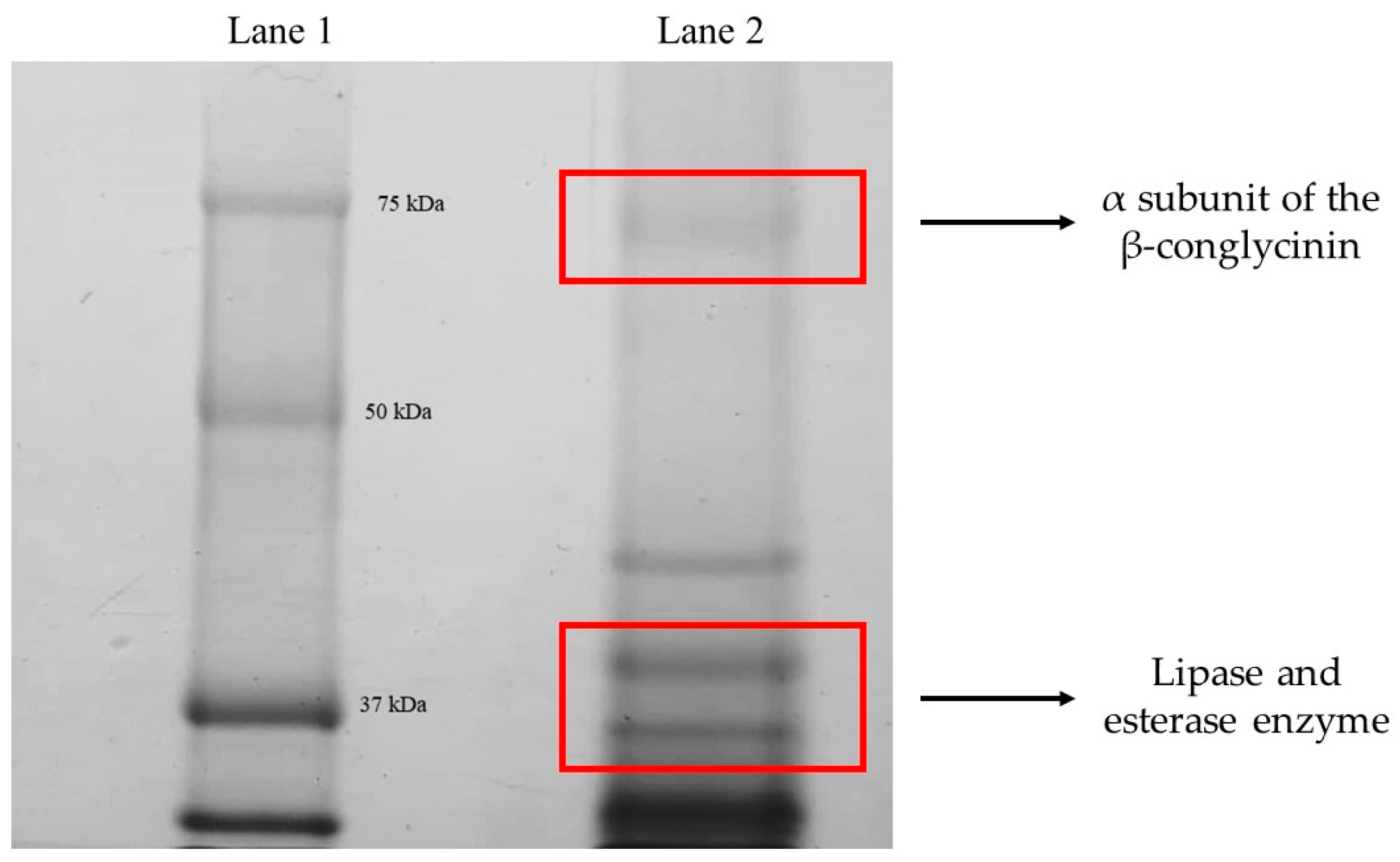 Catalysts 13 00289 g005