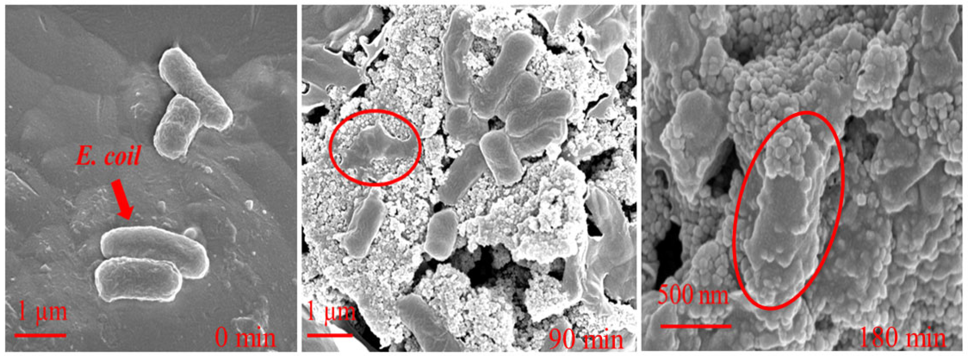 Catalysts 13 00358 g007