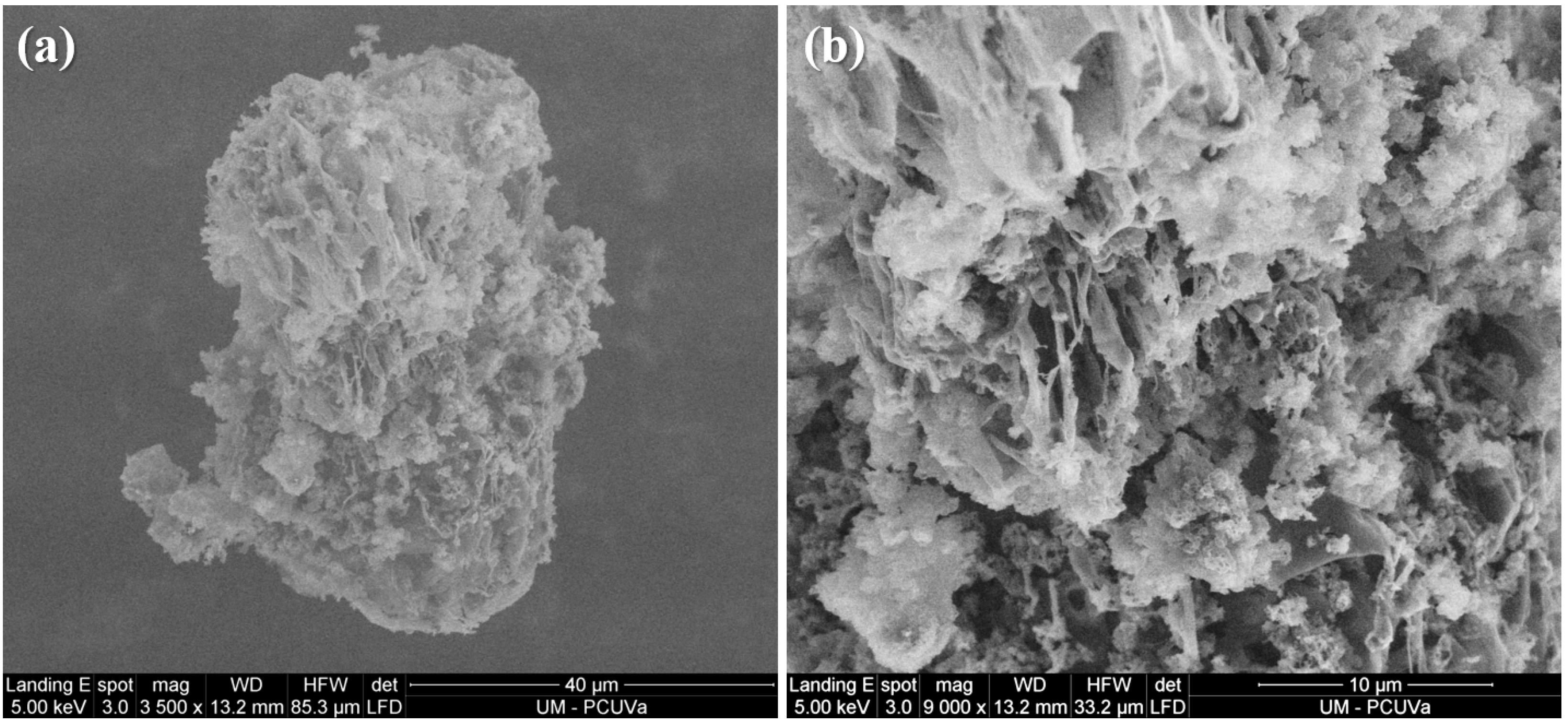 Catalysts 13 00385 g001