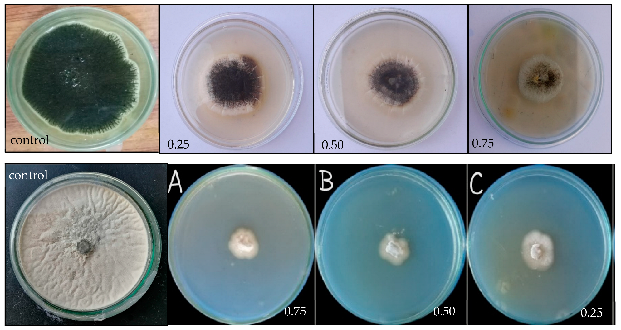 Catalysts 13 00400 g006