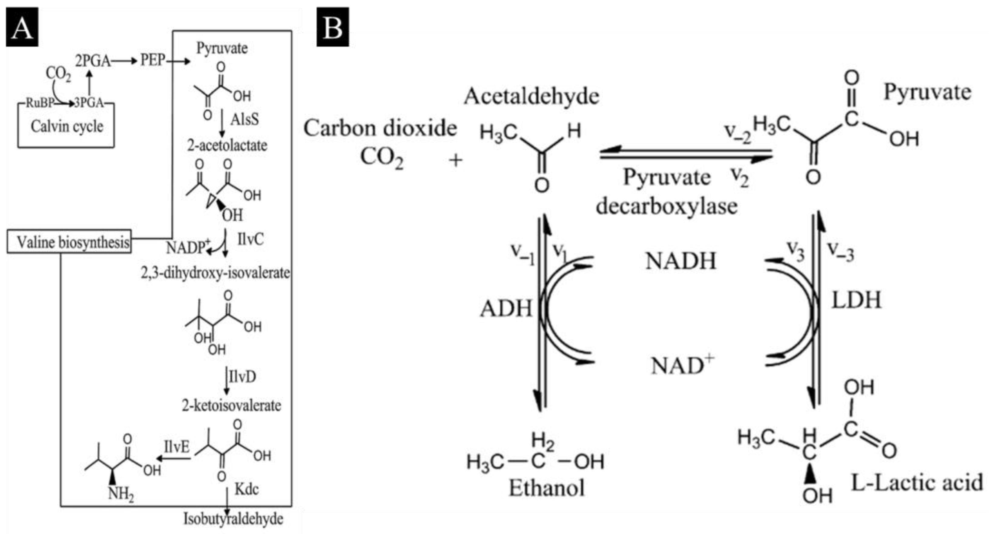 Catalysts 13 00611 g005 Catalysts 13 00611 g005