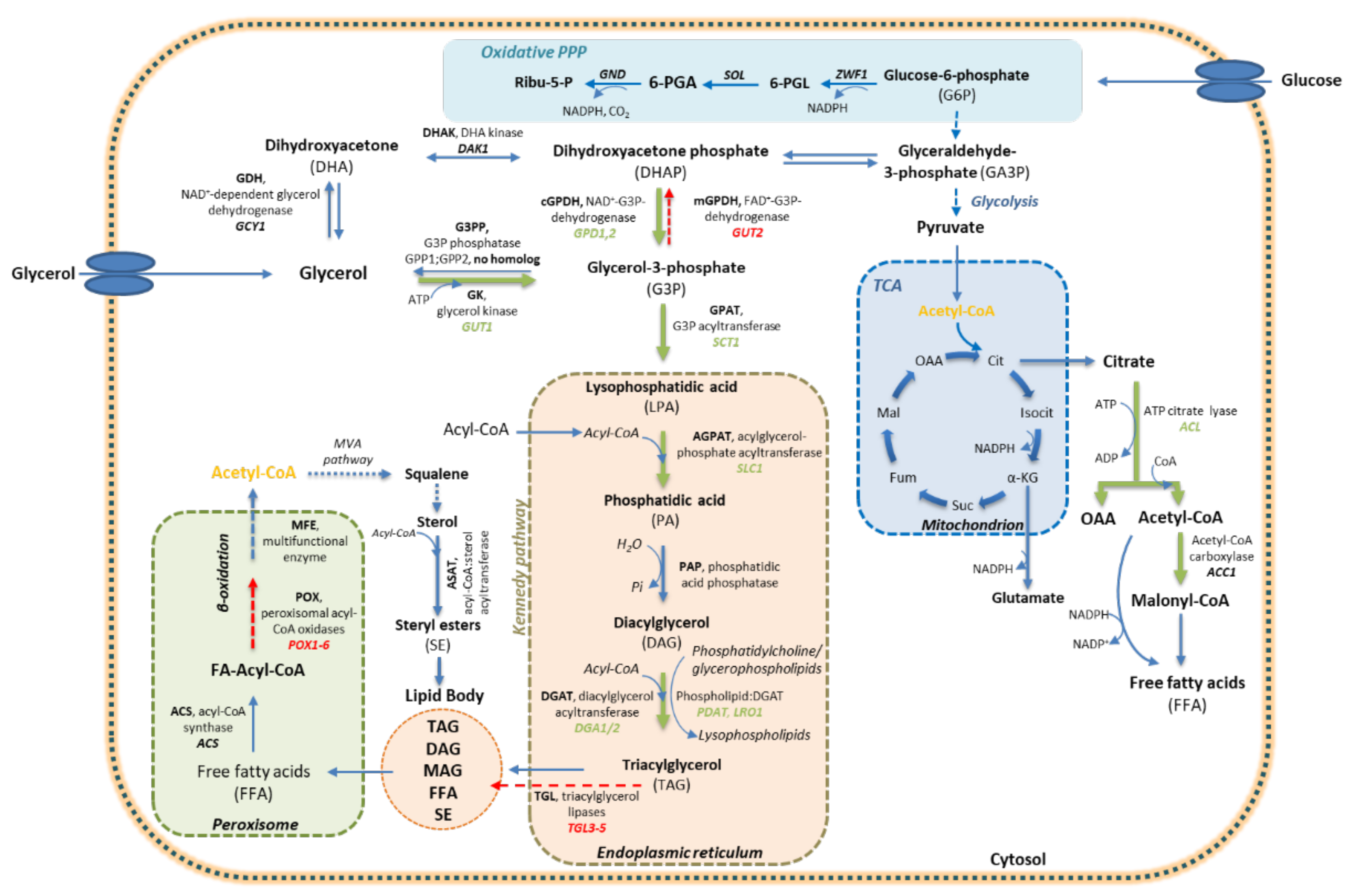 Catalysts 13 00657 g001
