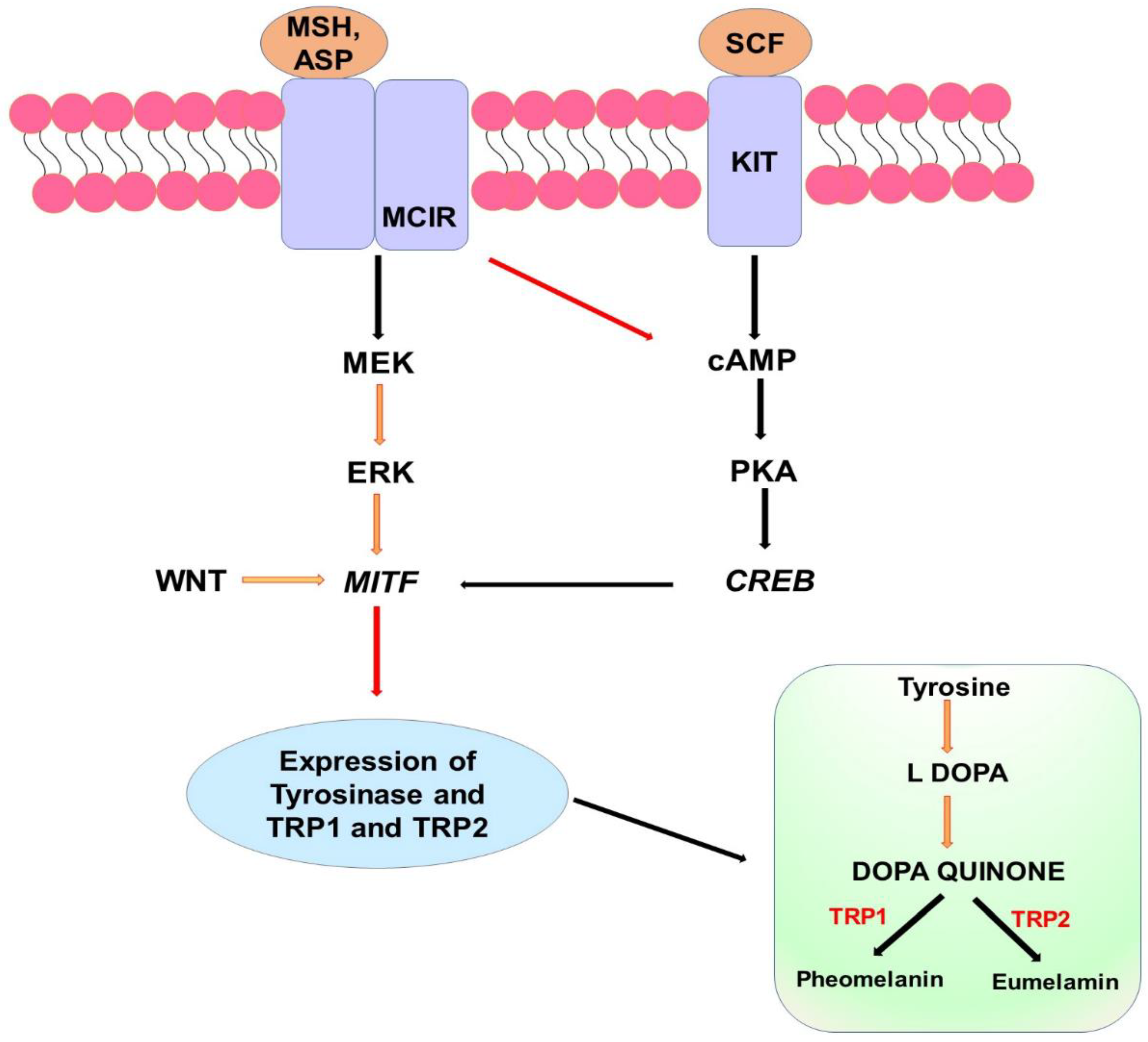 Catalysts 13 00745 g001
