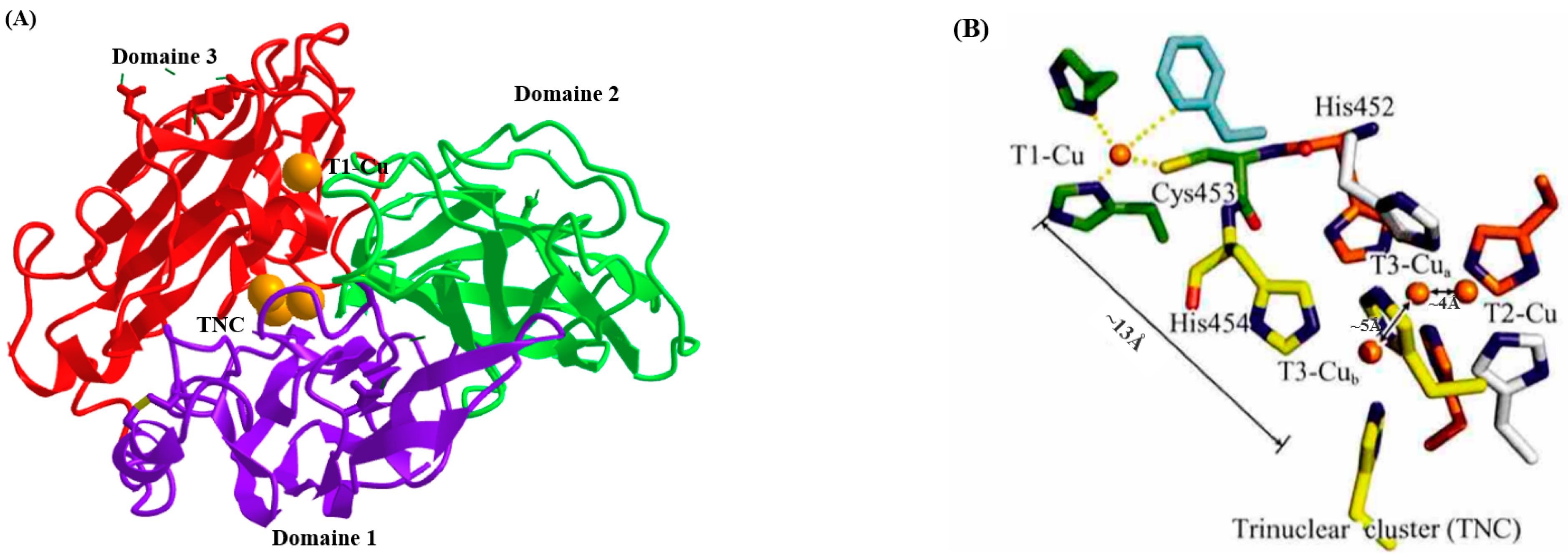 Catalysts 13 00750 g001