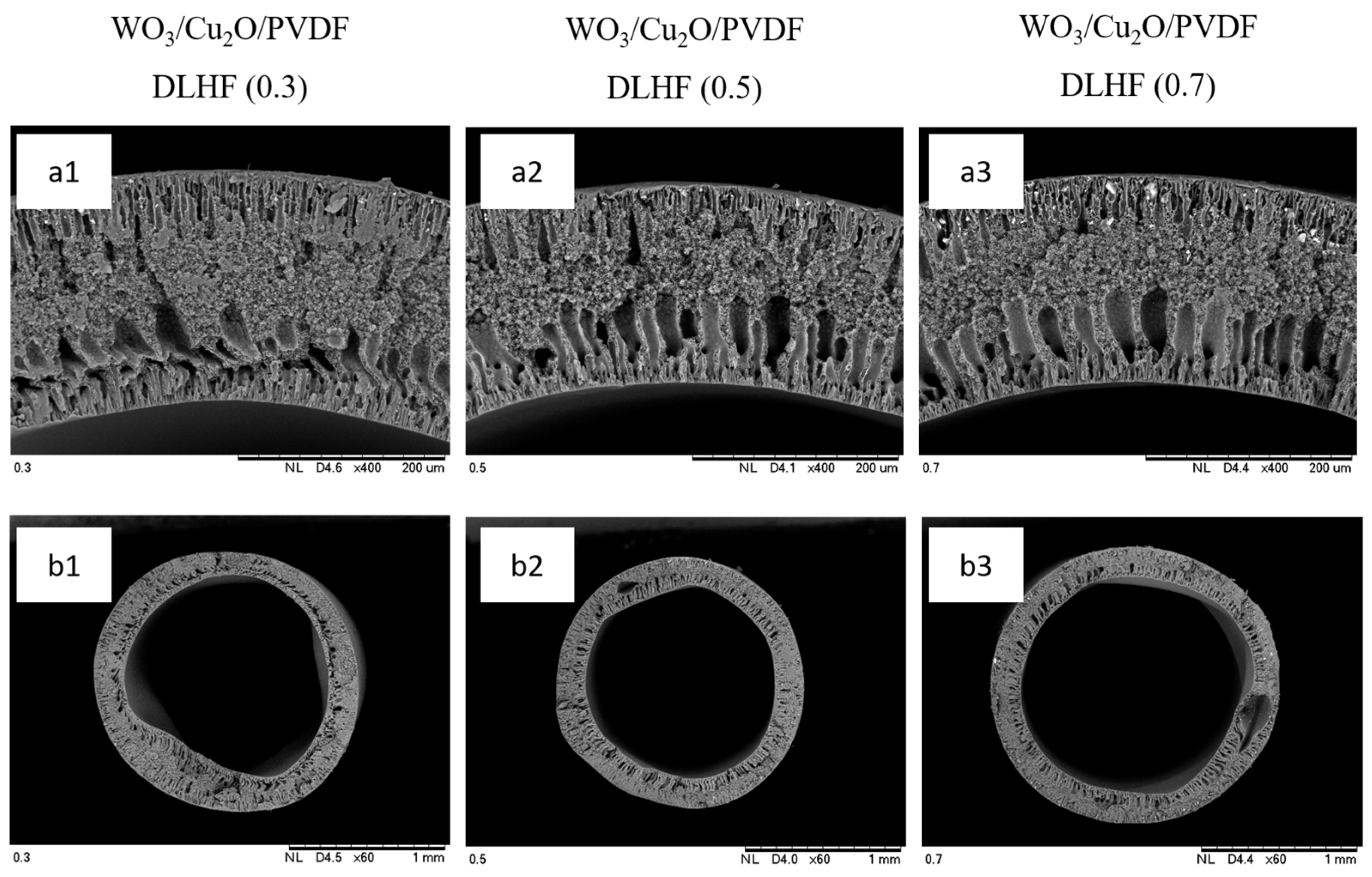 Catalysts 13 00816 g001
