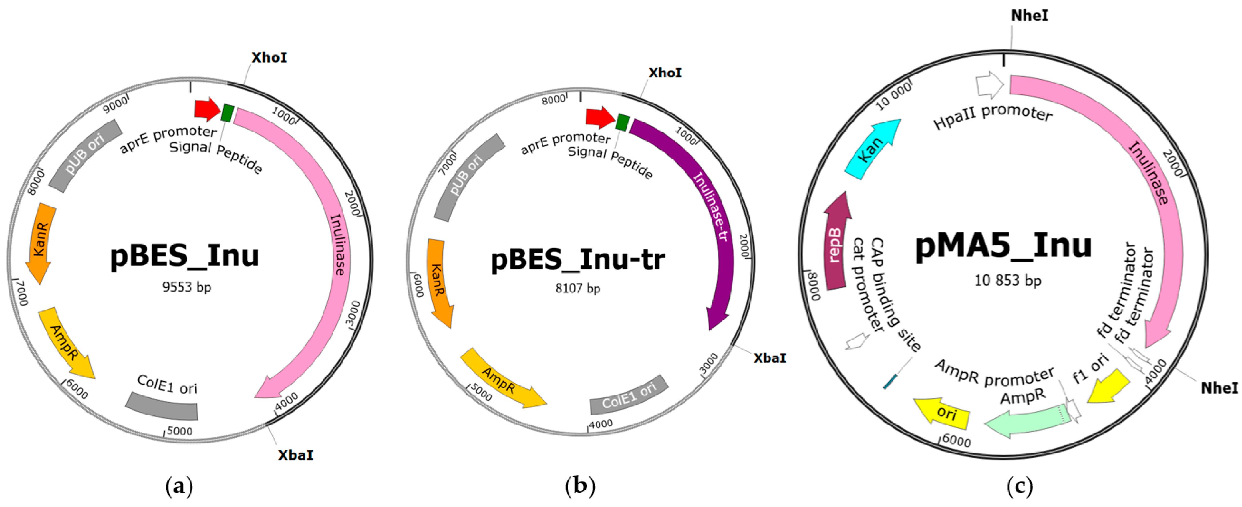 Catalysts 13 00841 g002