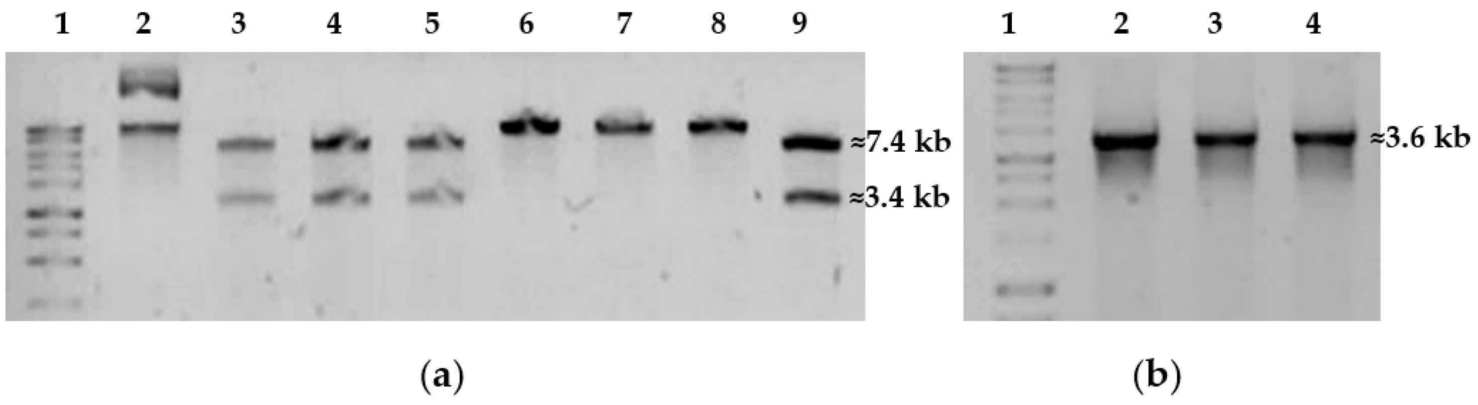 Catalysts 13 00841 g004