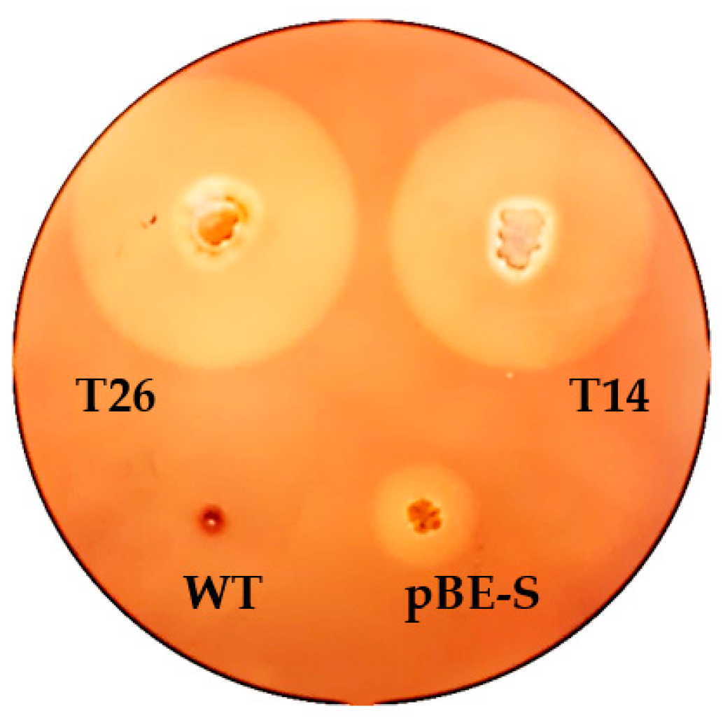 Catalysts 13 00841 g005