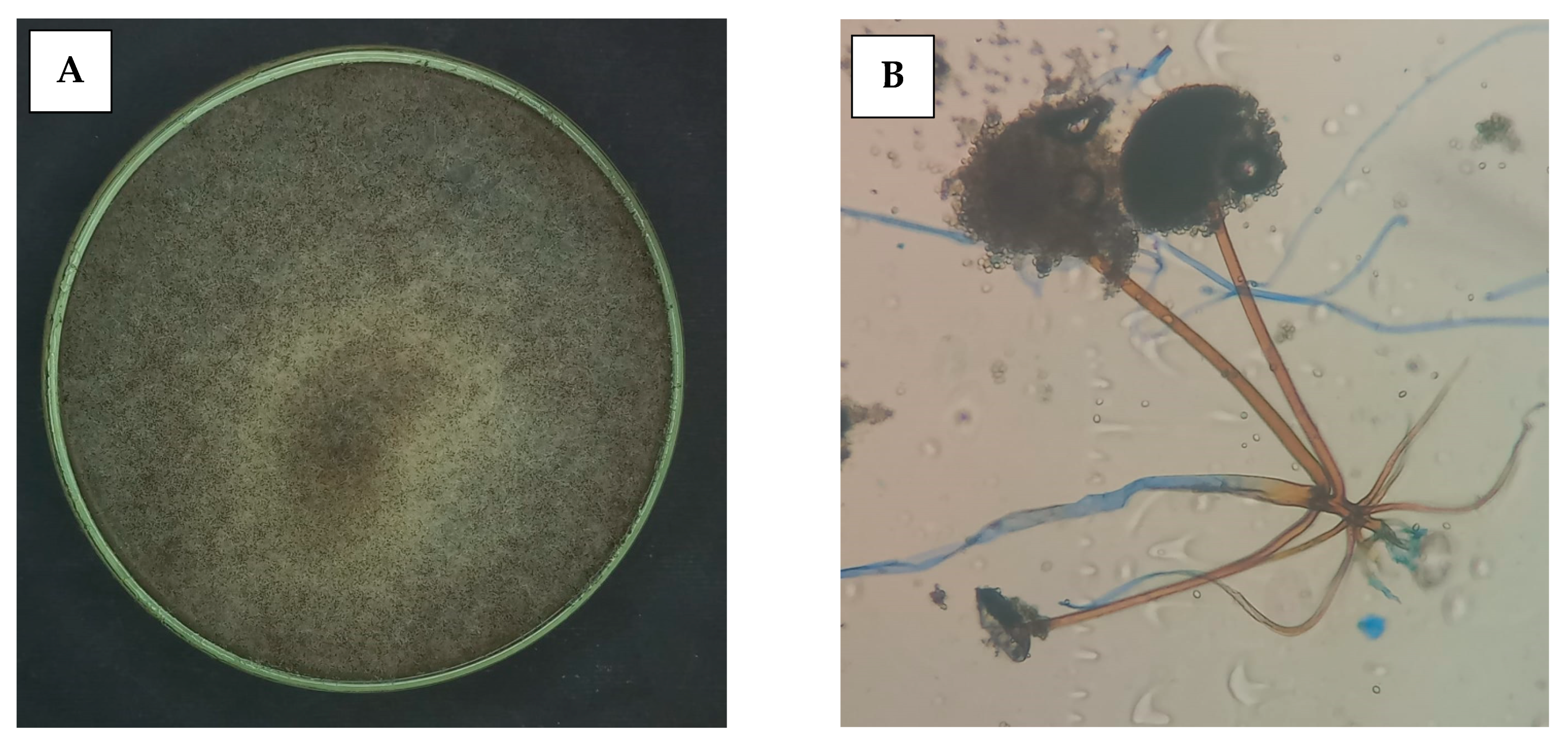 Catalysts 13 00913 g001 Catalysts 13 00913 g001
