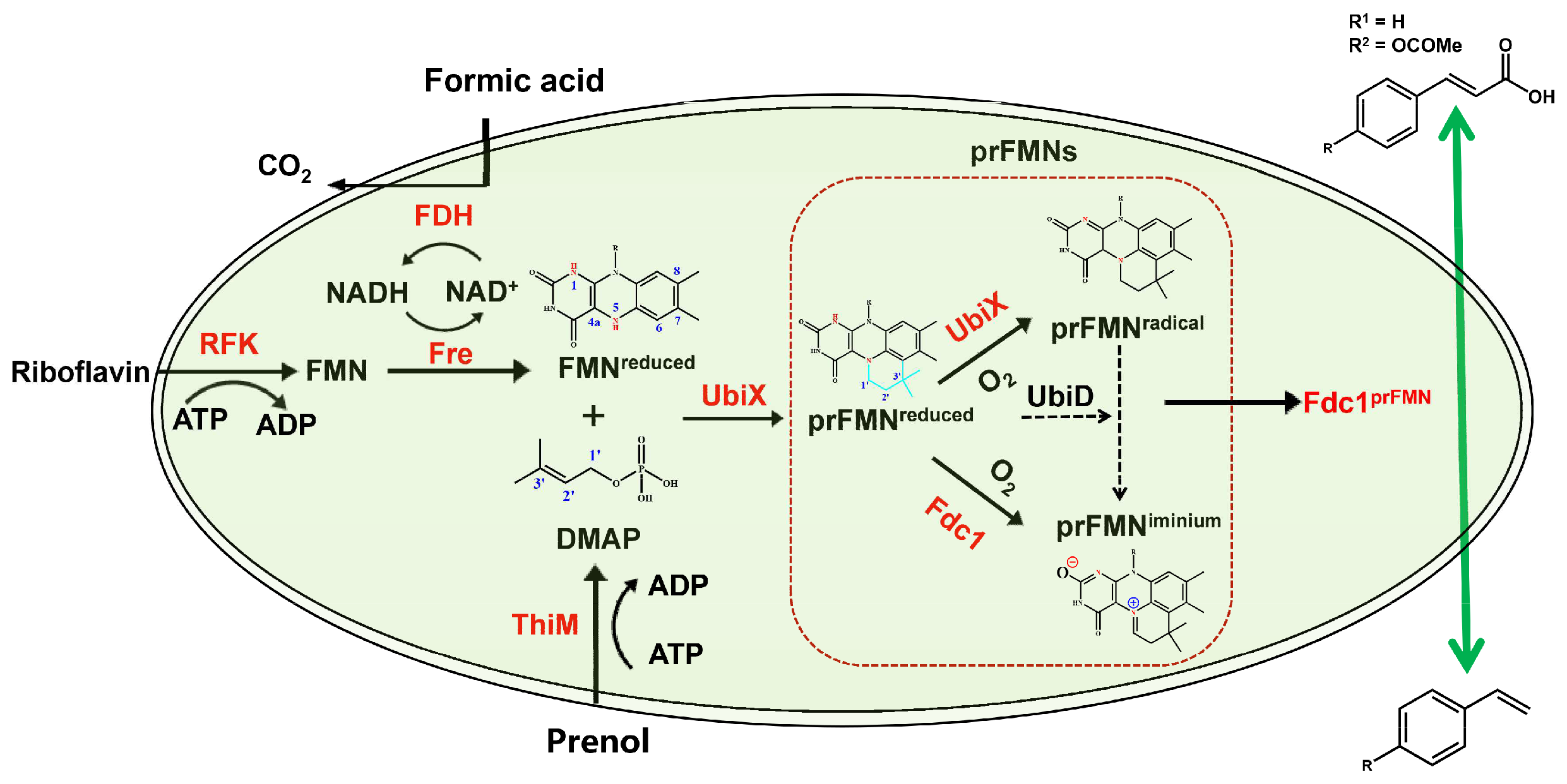Catalysts 13 00917 g001