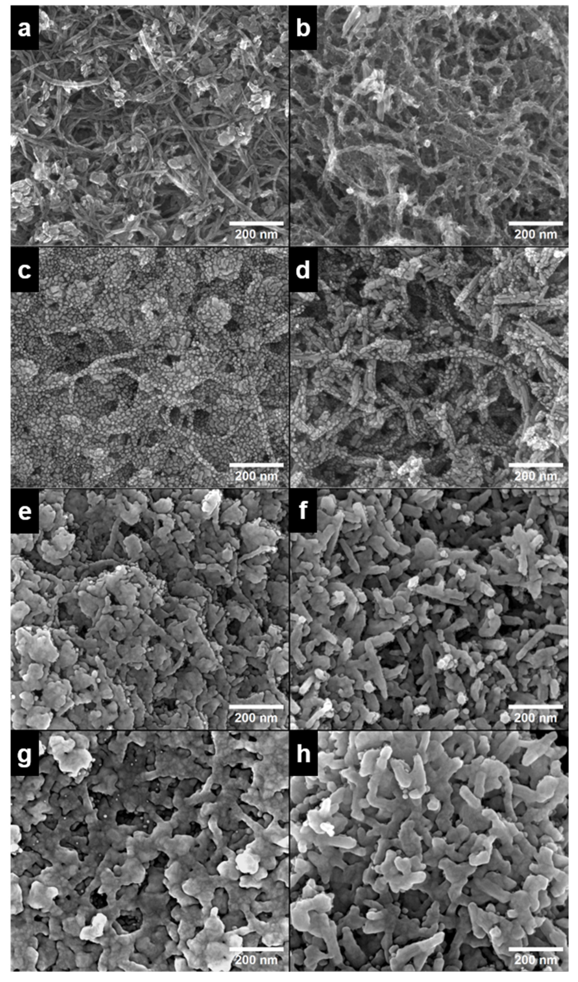 Catalysts 13 00976 g001