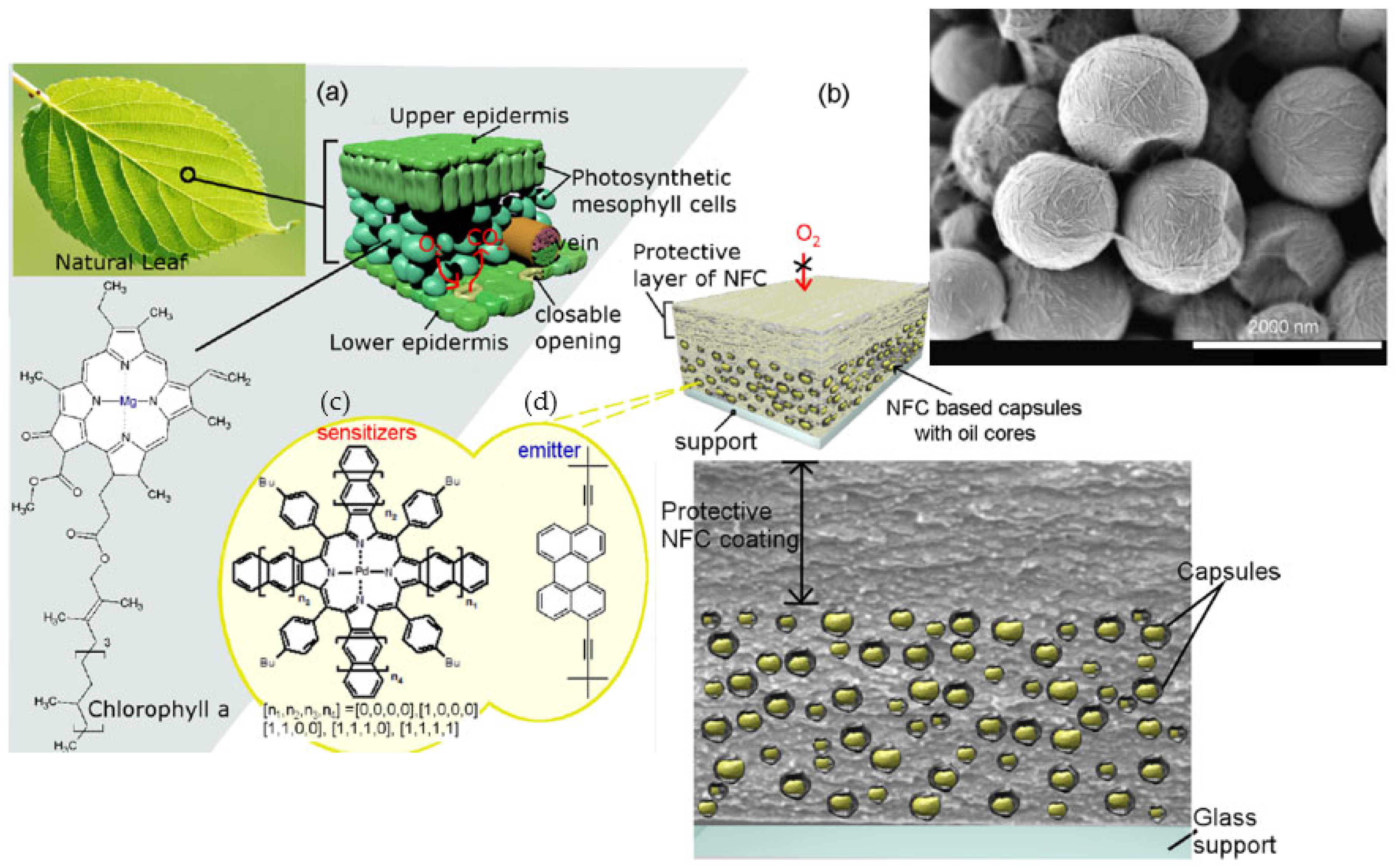 Catalysts 13 00986 g014