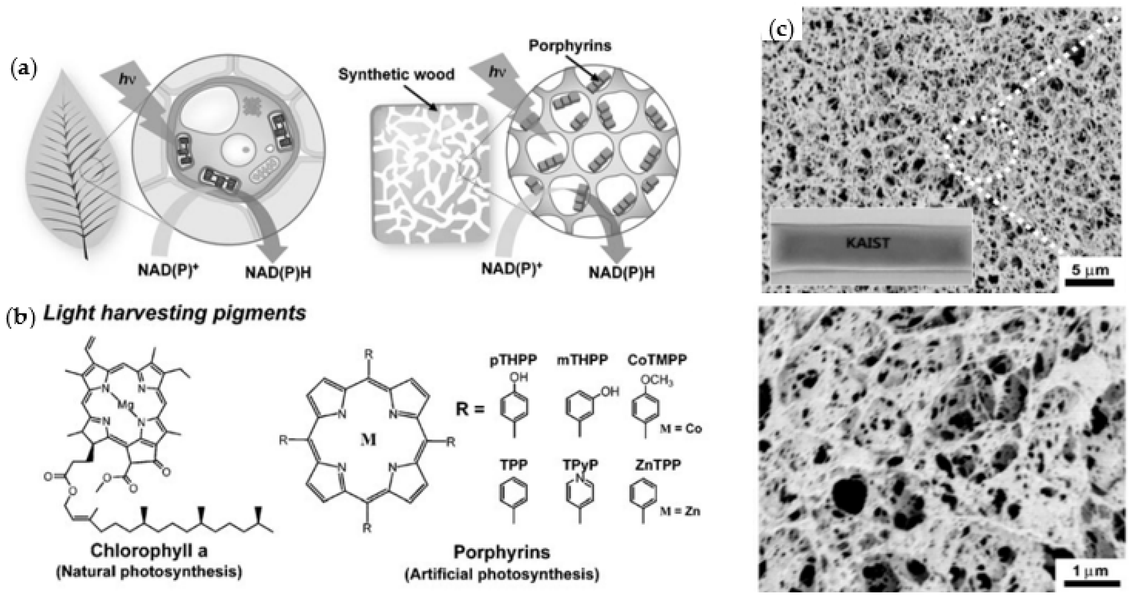 Catalysts 13 00986 g015