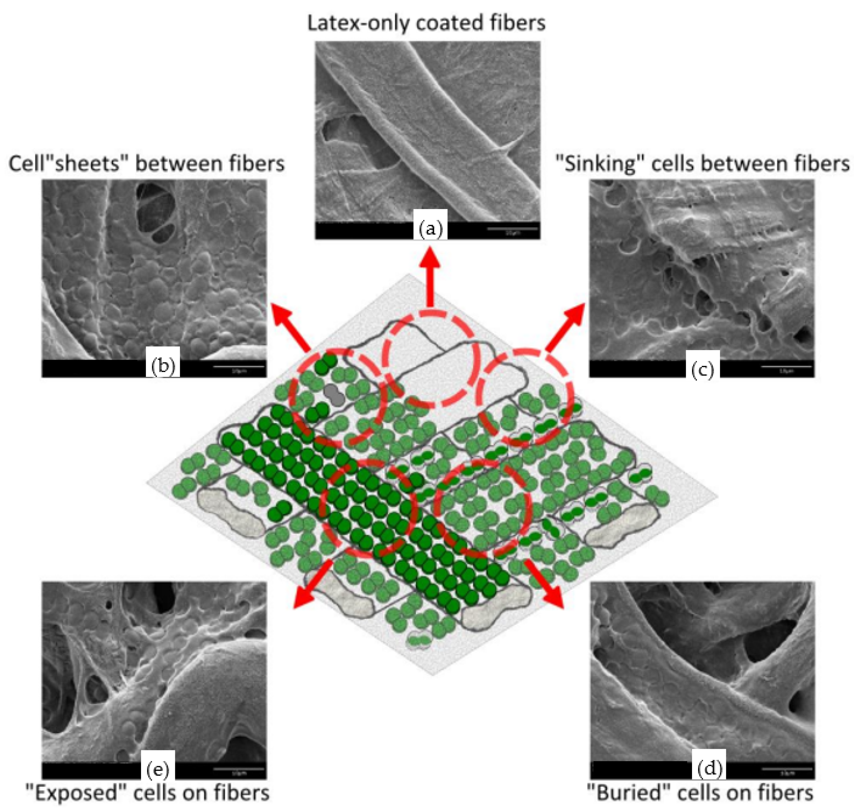 Catalysts 13 00986 g016