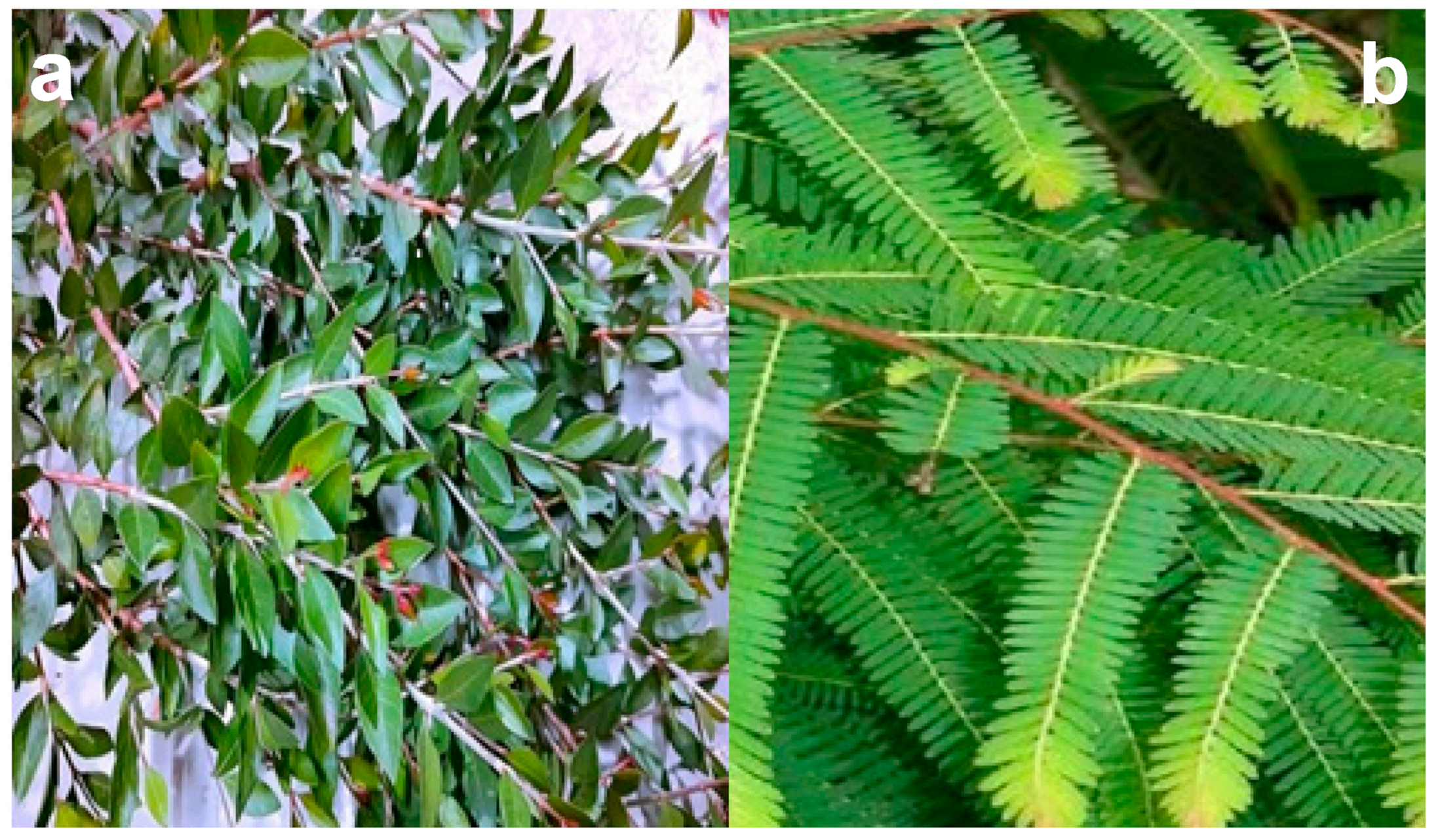 Catalysts 13 01135 g016