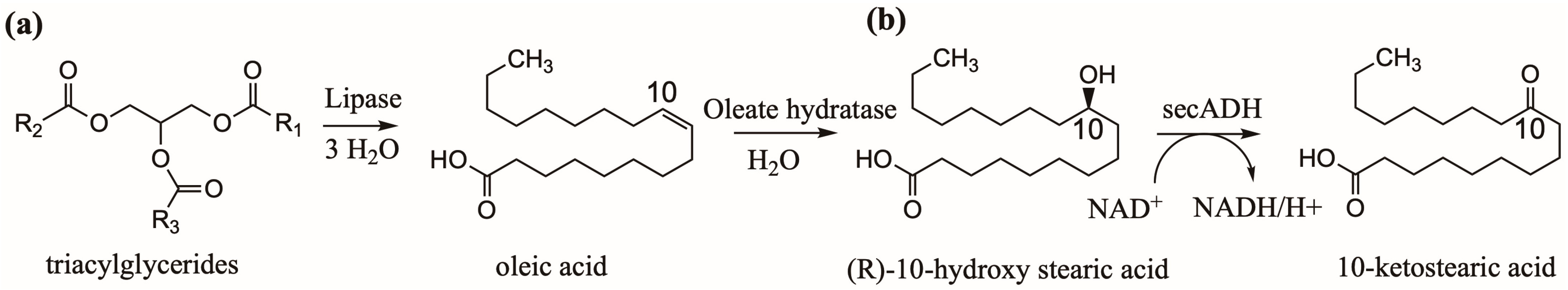 Catalysts 13 01236 g001