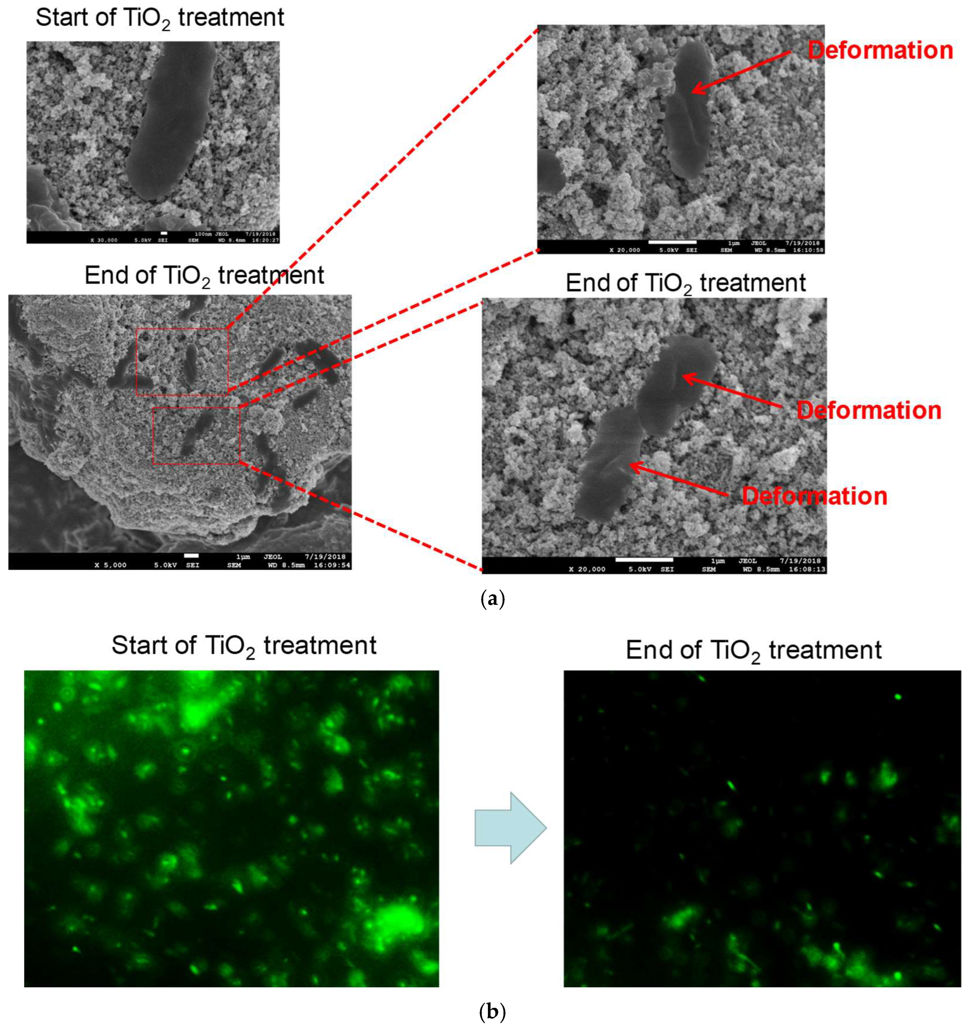 Catalysts 13 01313 g010