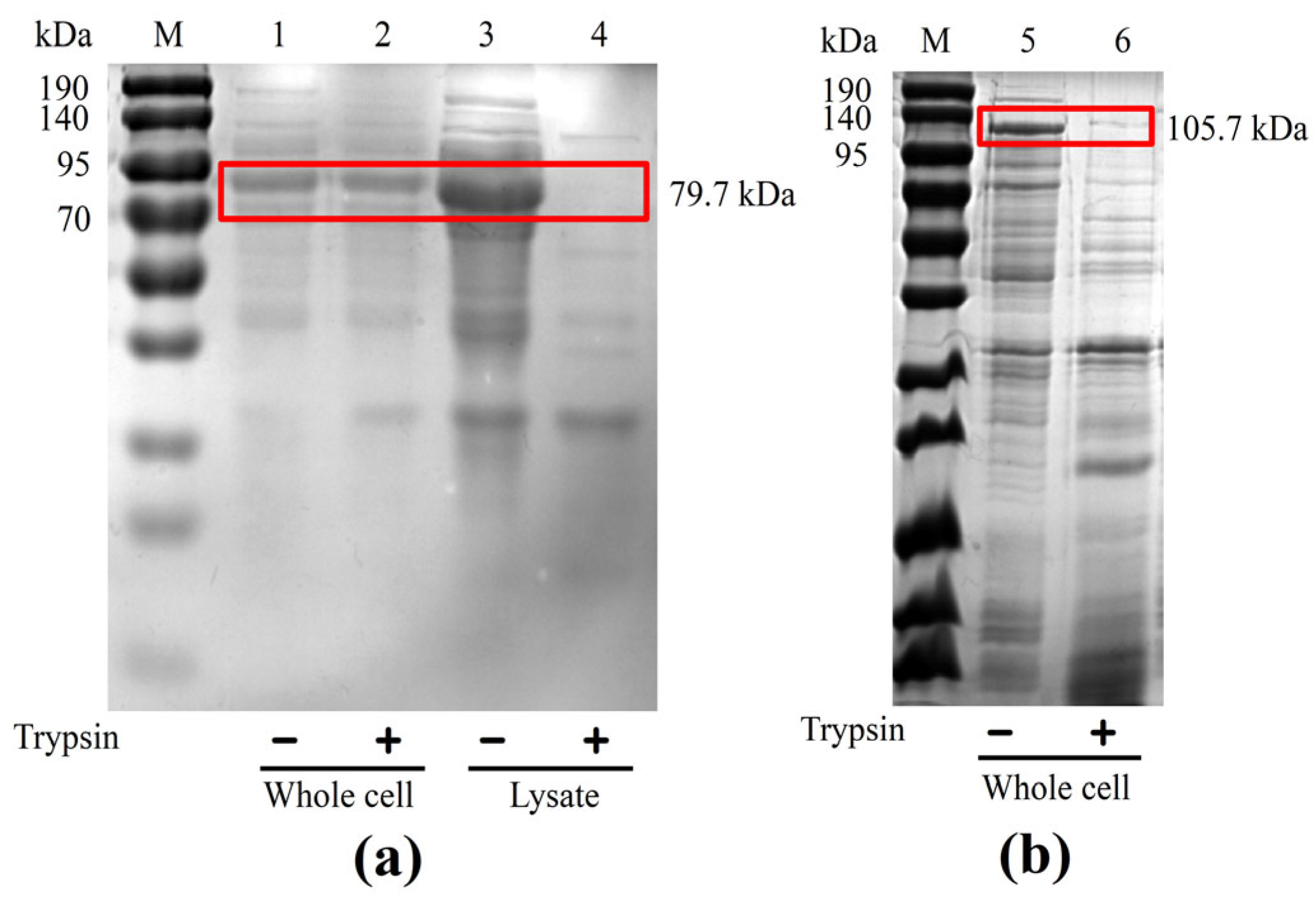 Catalysts 13 01375 g002