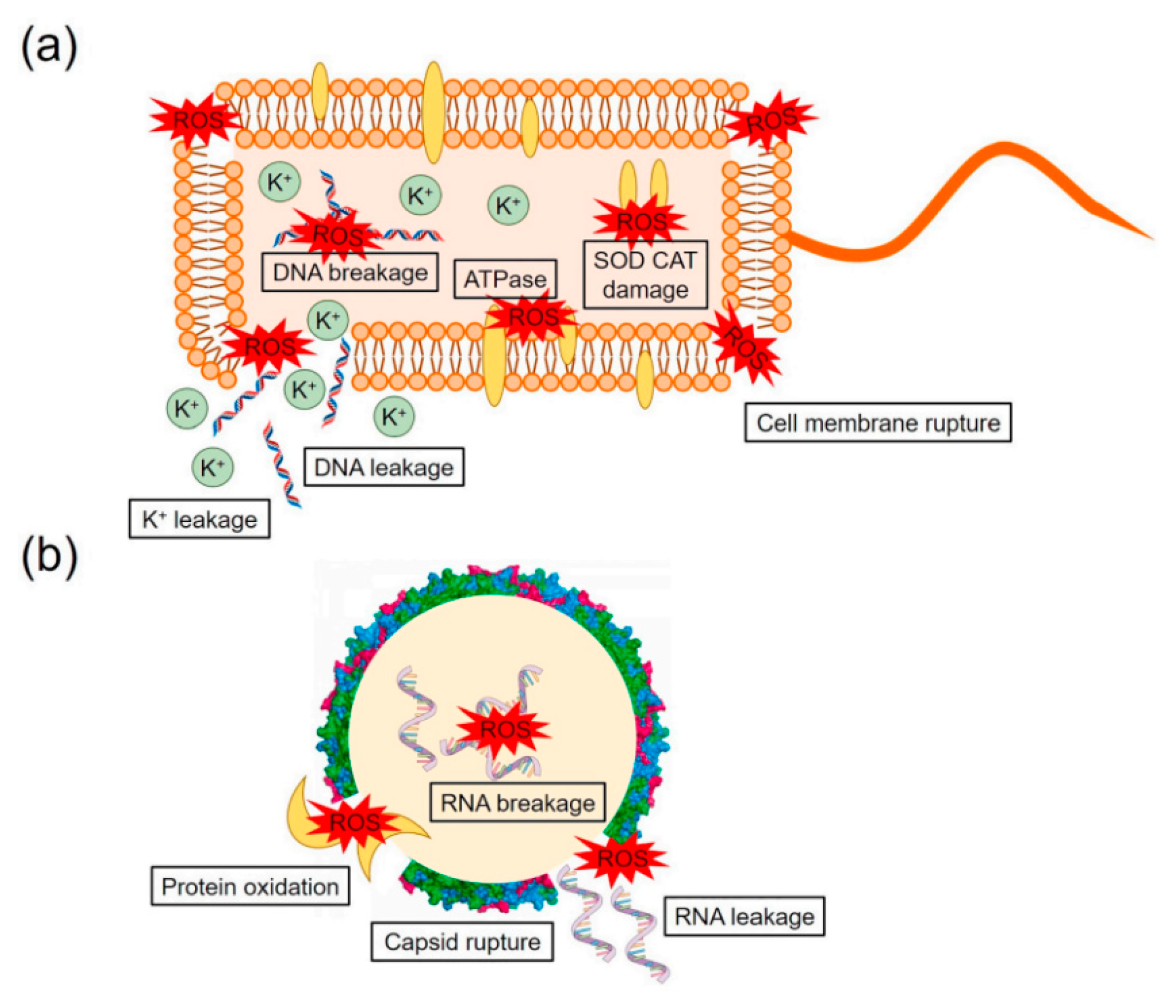 Catalysts 13 01466 g002