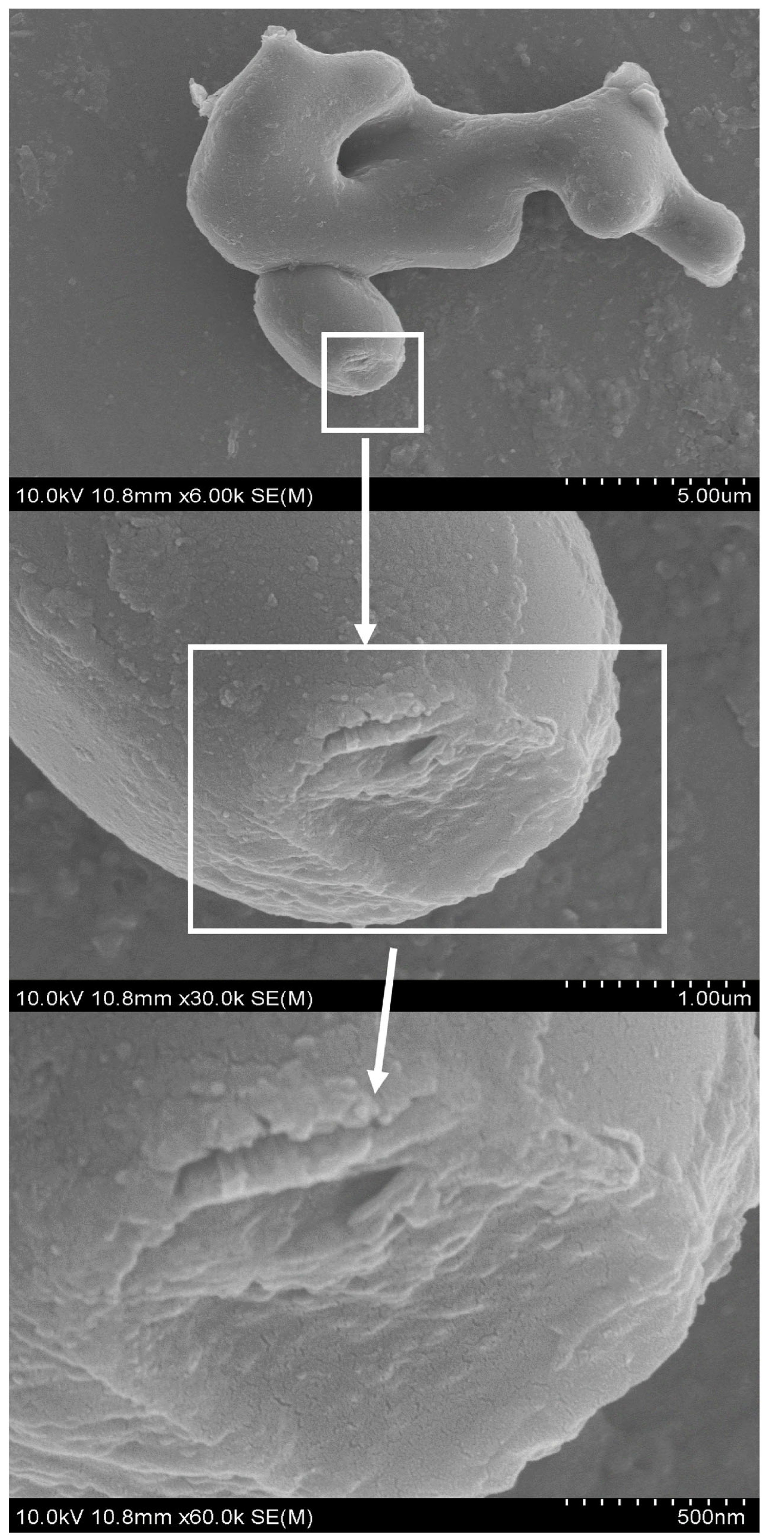 Catalysts 14 00059 g006 Catalysts 14 00059 g006